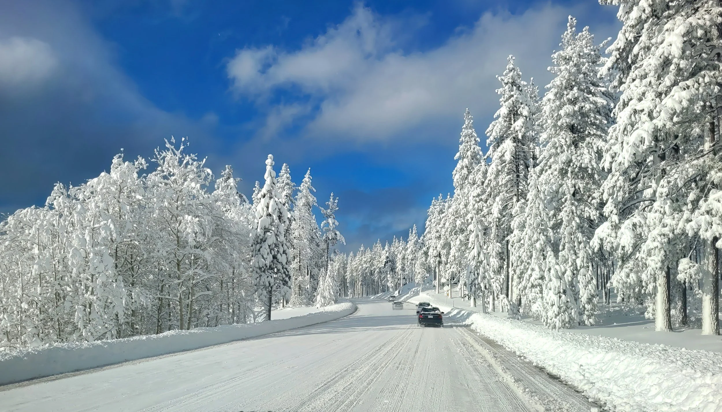 Snow-covered trees lining a road under a partly cloudy blue sky.