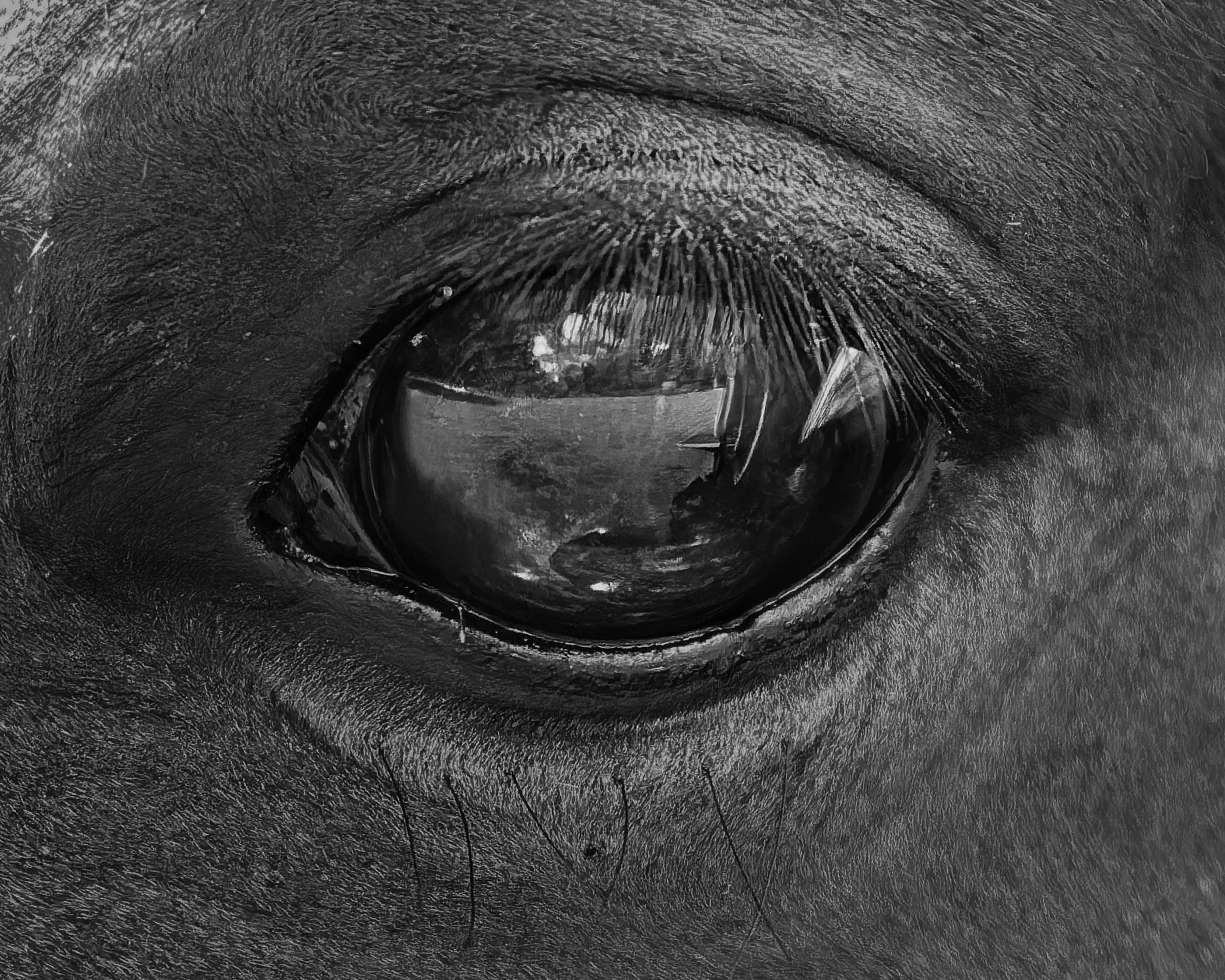 Close-up of a horse's eye in black and white.