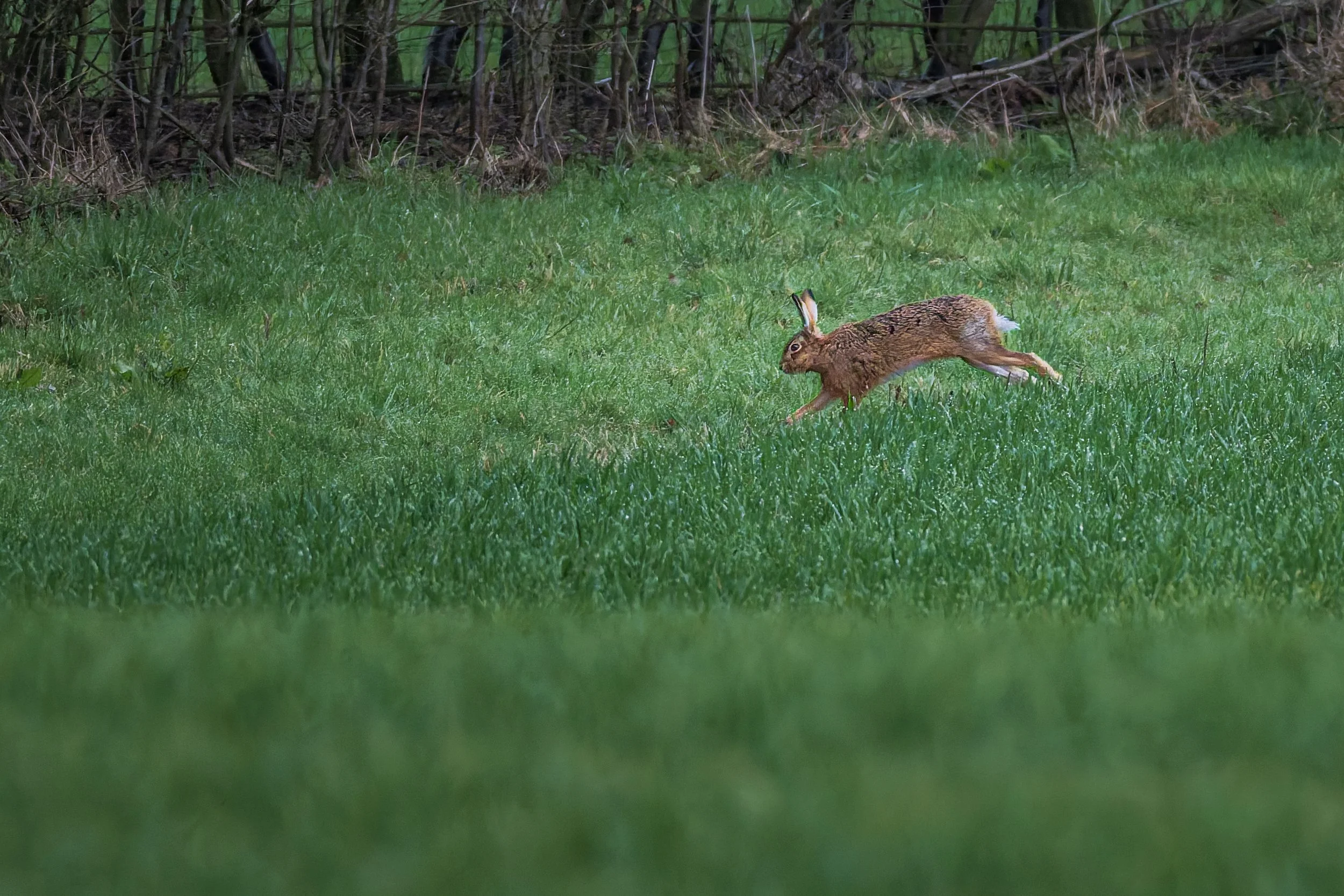 KLO_9947-DxO_DeepPRIME 3.jpg