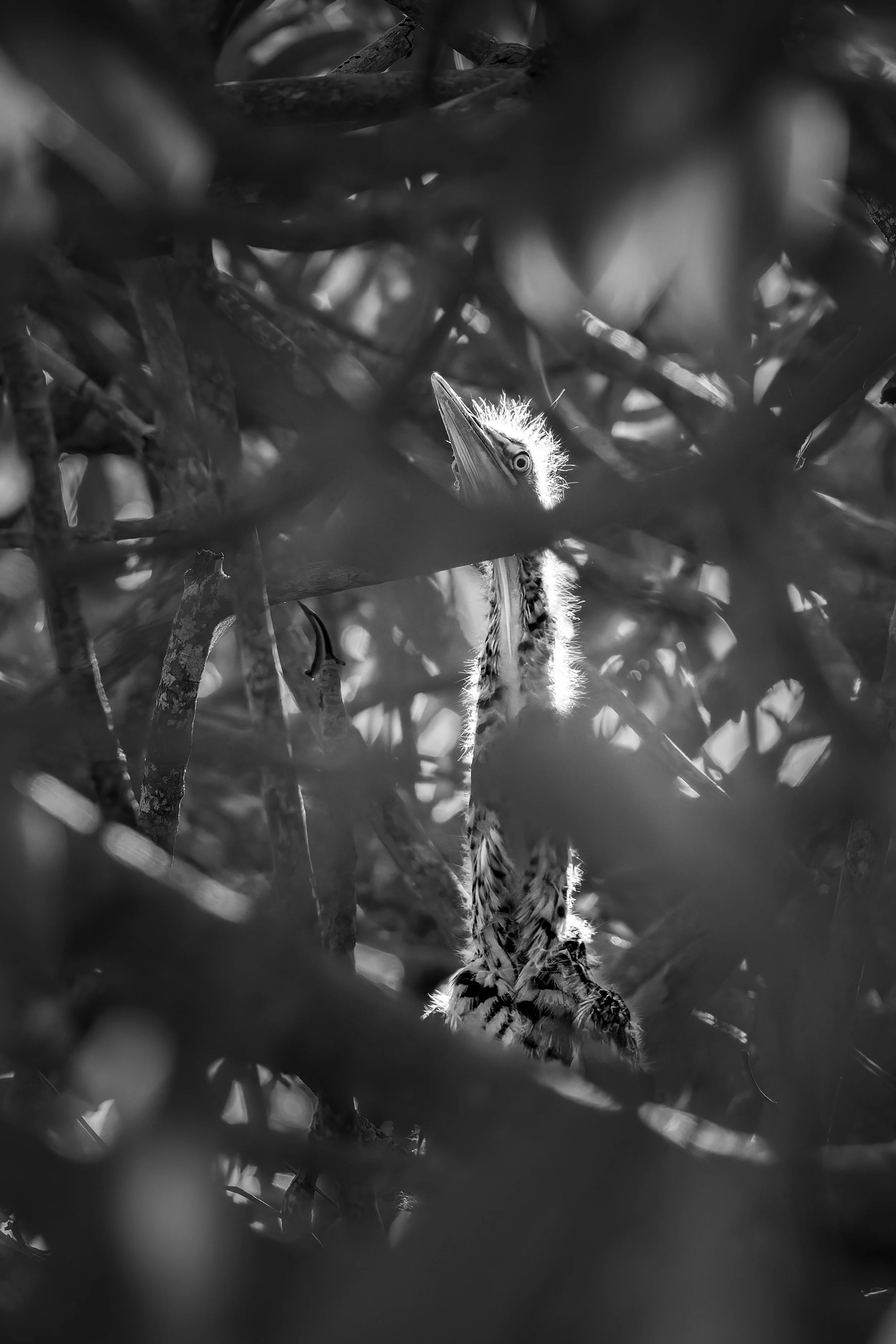 DSC_2573-DxO_DeepPRIME XD3-2.jpg