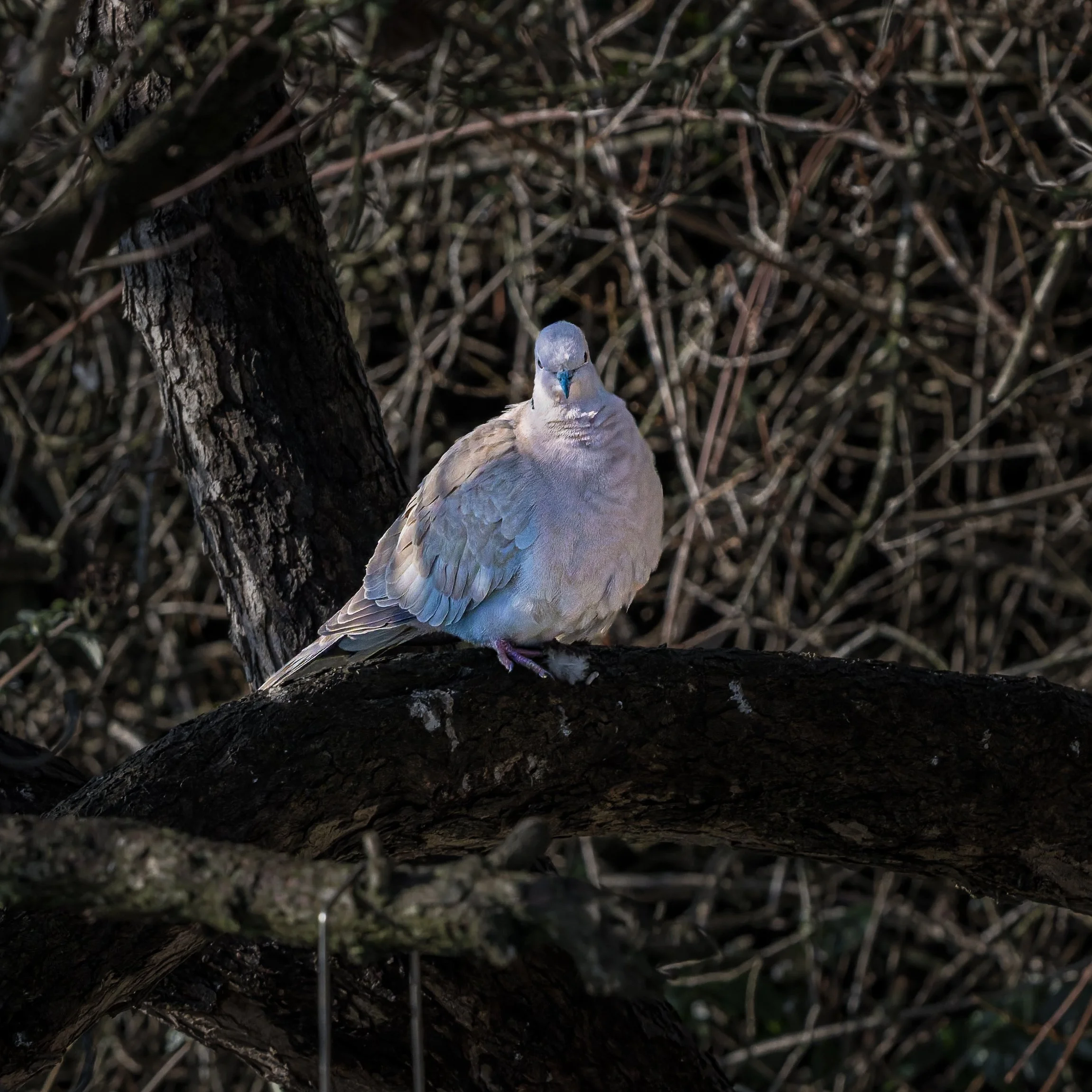 DSC_2697-DxO_DeepPRIME 3.jpg