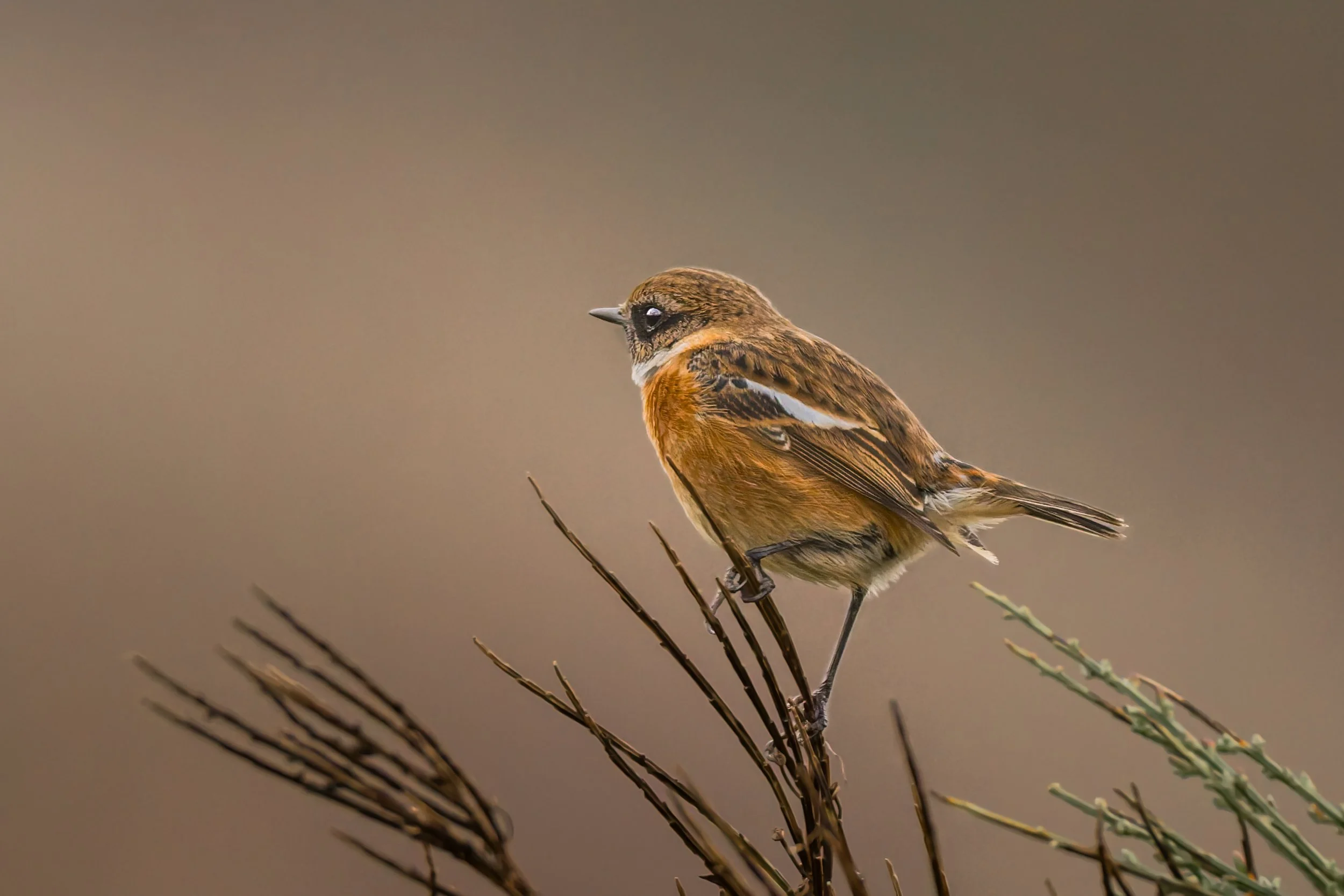 KLO_4548-DxO_DeepPRIME 3-2.jpg