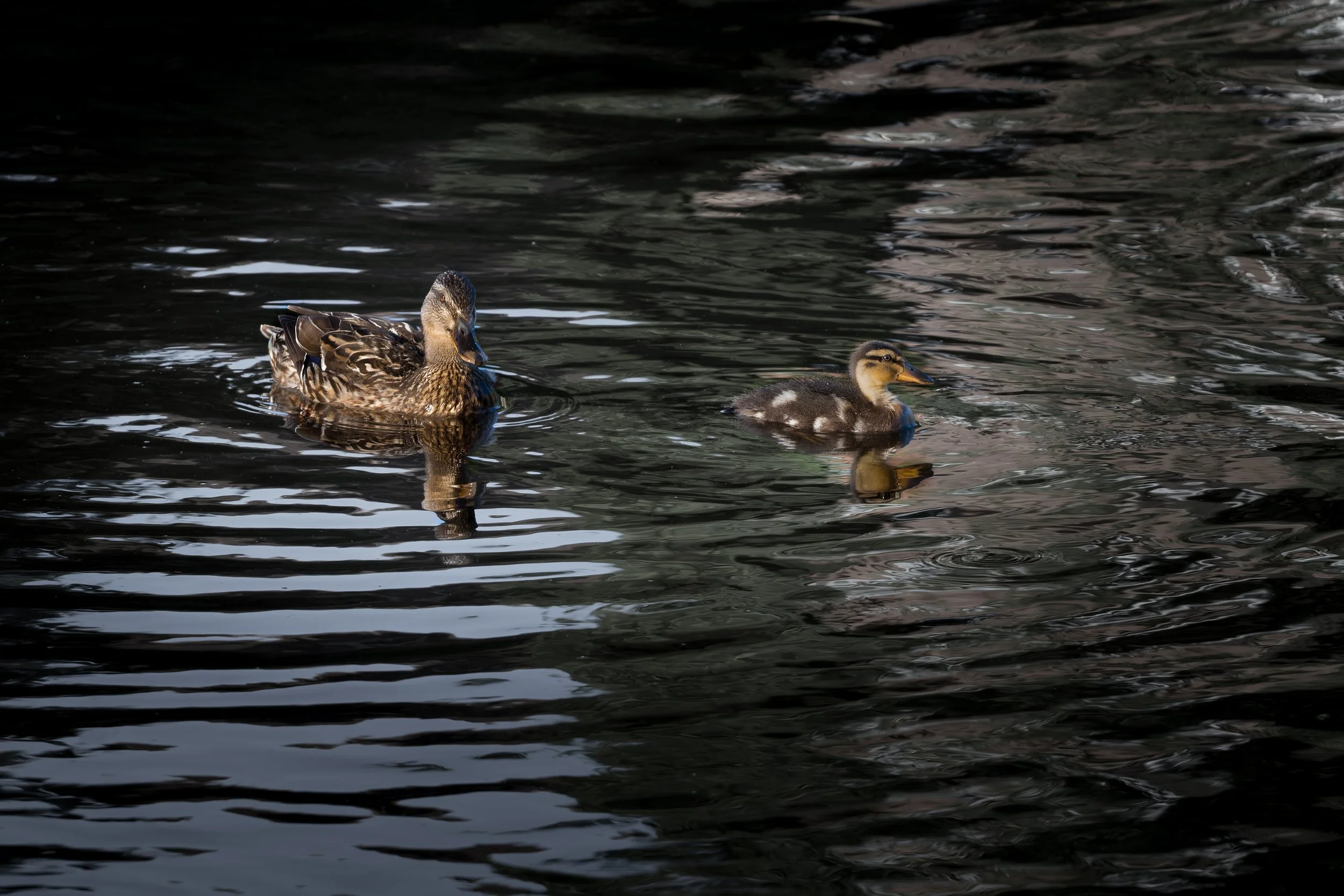 Two ducks swimming in dark water, one adult and one duckling.