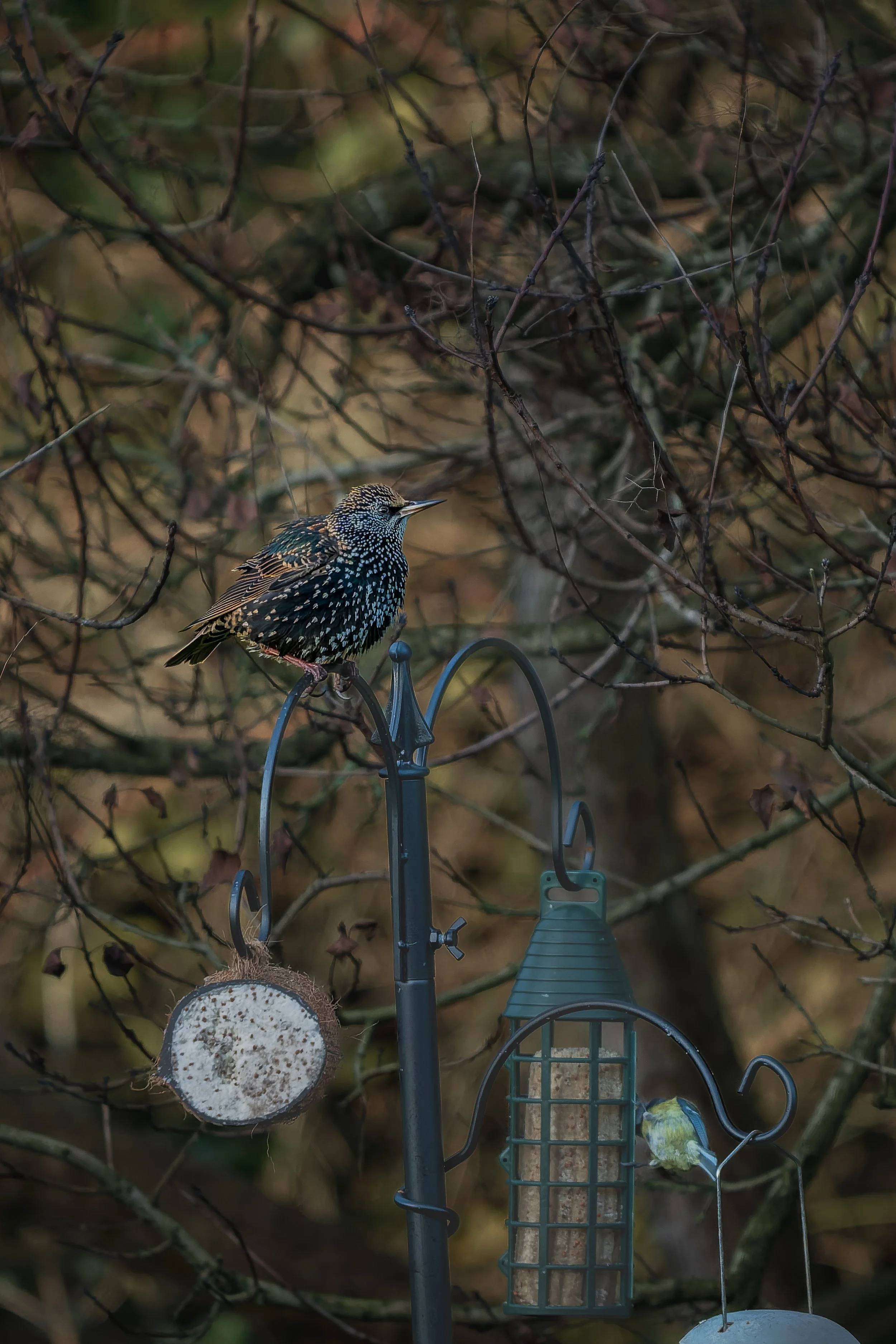 A starling with dark feathers and iridescent spots perched on a black metal bird feeder in a leafless tree.