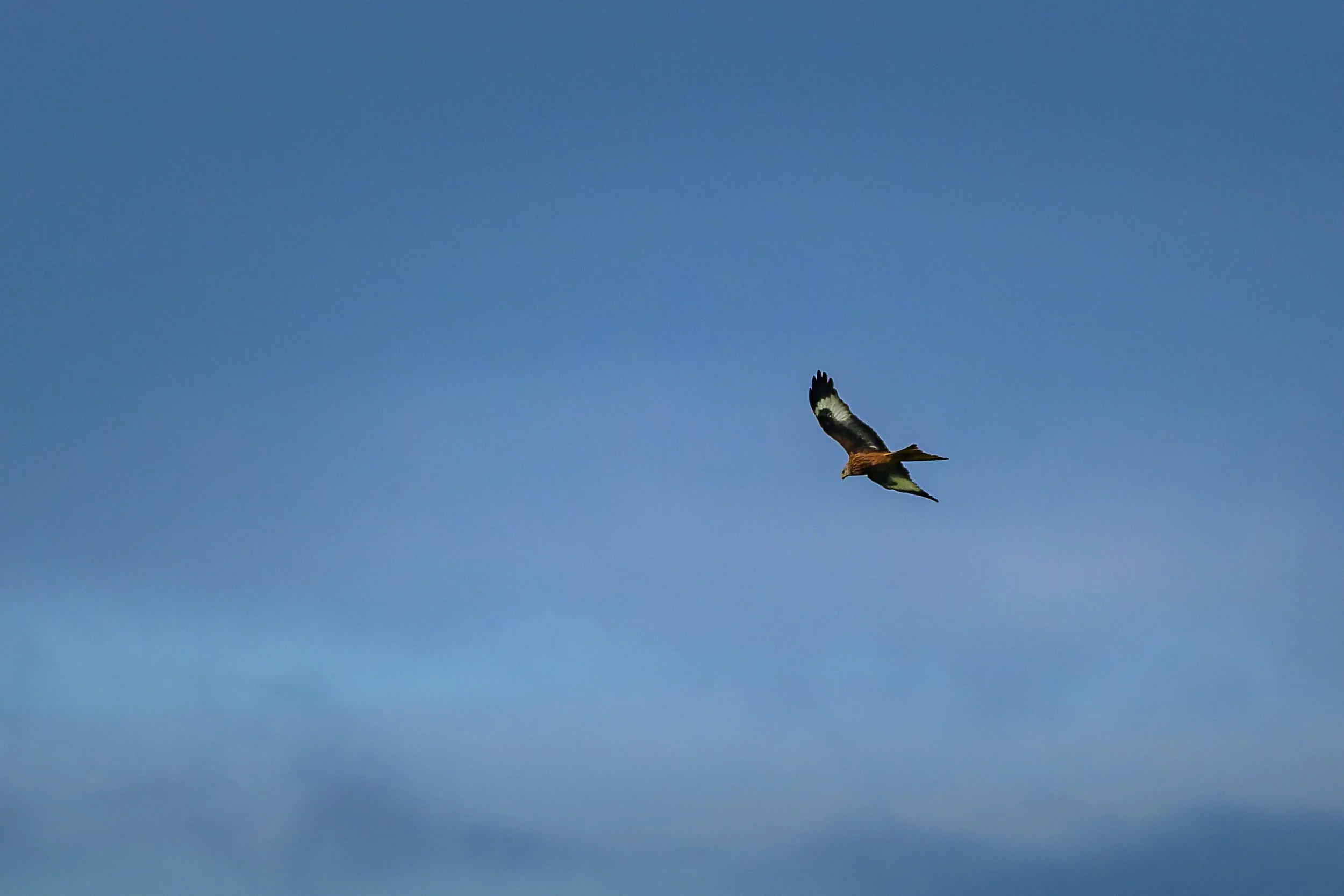 KLO_0269-DxO_DeepPRIME 3.jpg