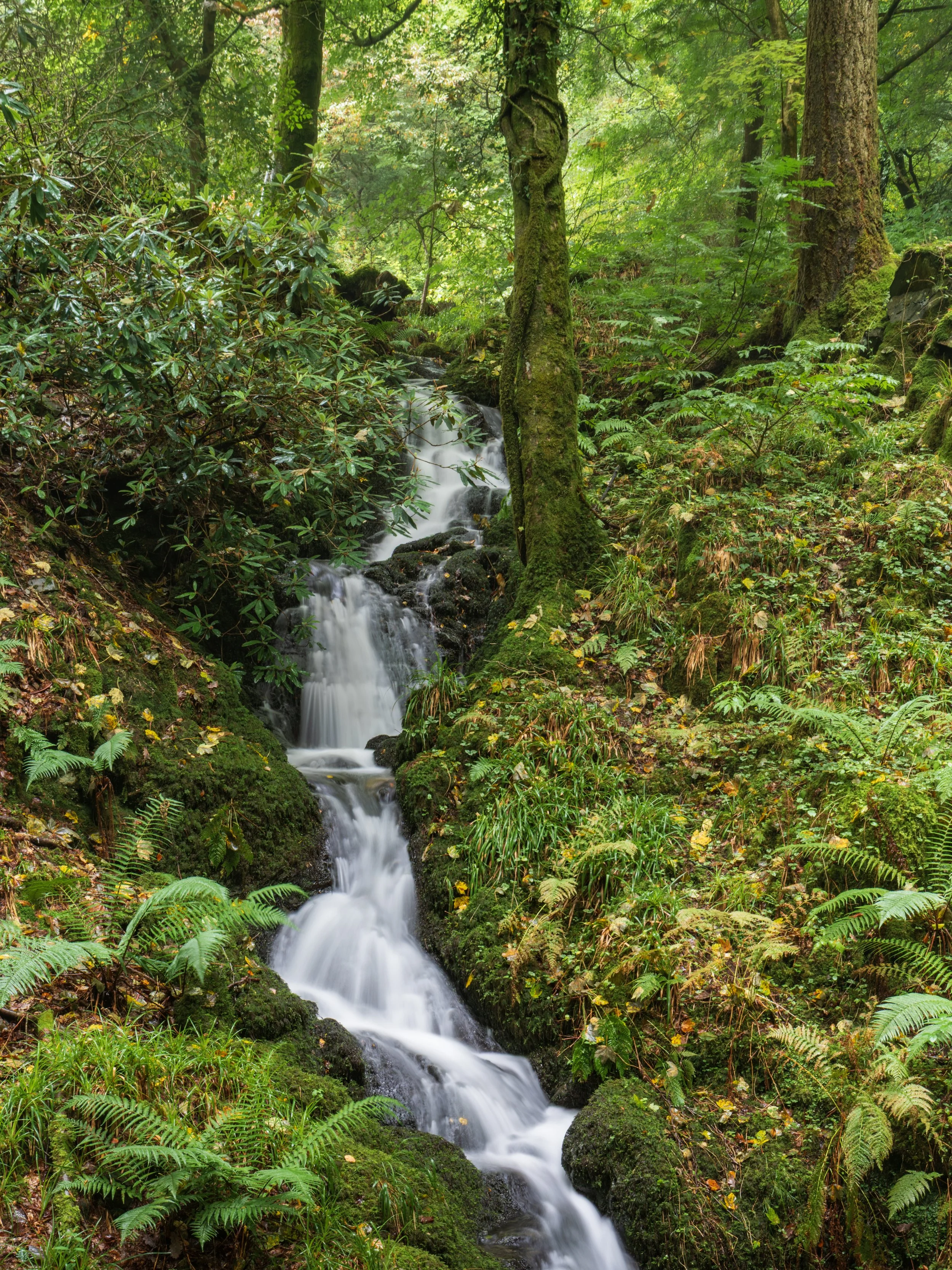 A small waterfall flowing through a lush, green forest with dense foliage, moss-covered rocks, and tall trees.