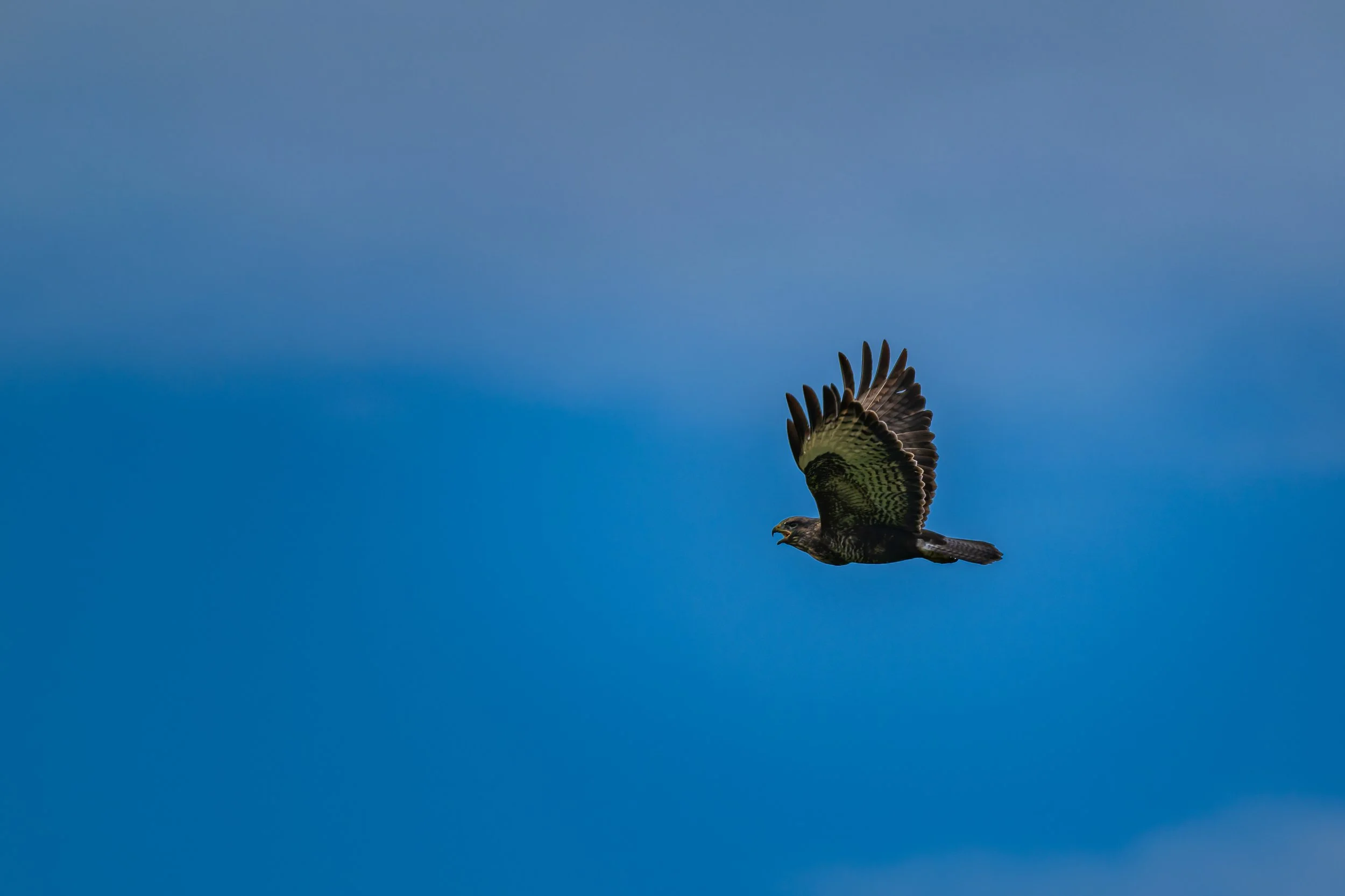 KLO_0170-DxO_DeepPRIME 3.jpg