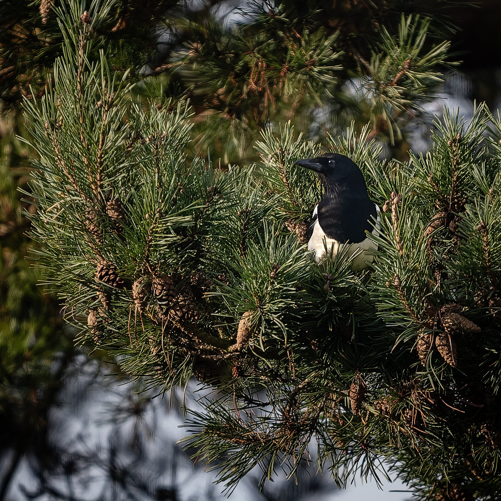 A black and white bird perched on a pine tree branch surrounded by green pine needles and pine cones.