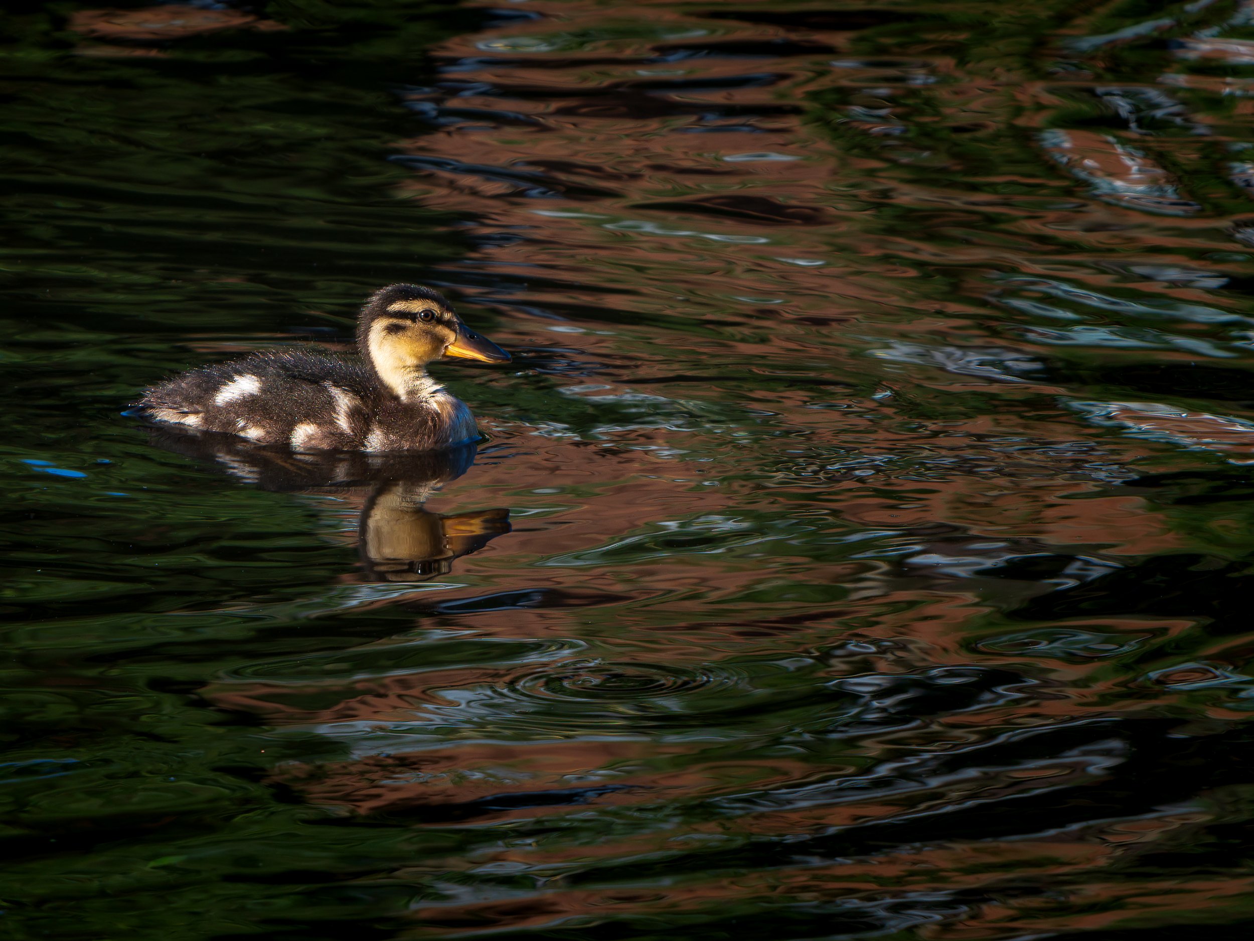 A duckling swimming in dark, rippling water with reflections of buildings or trees.