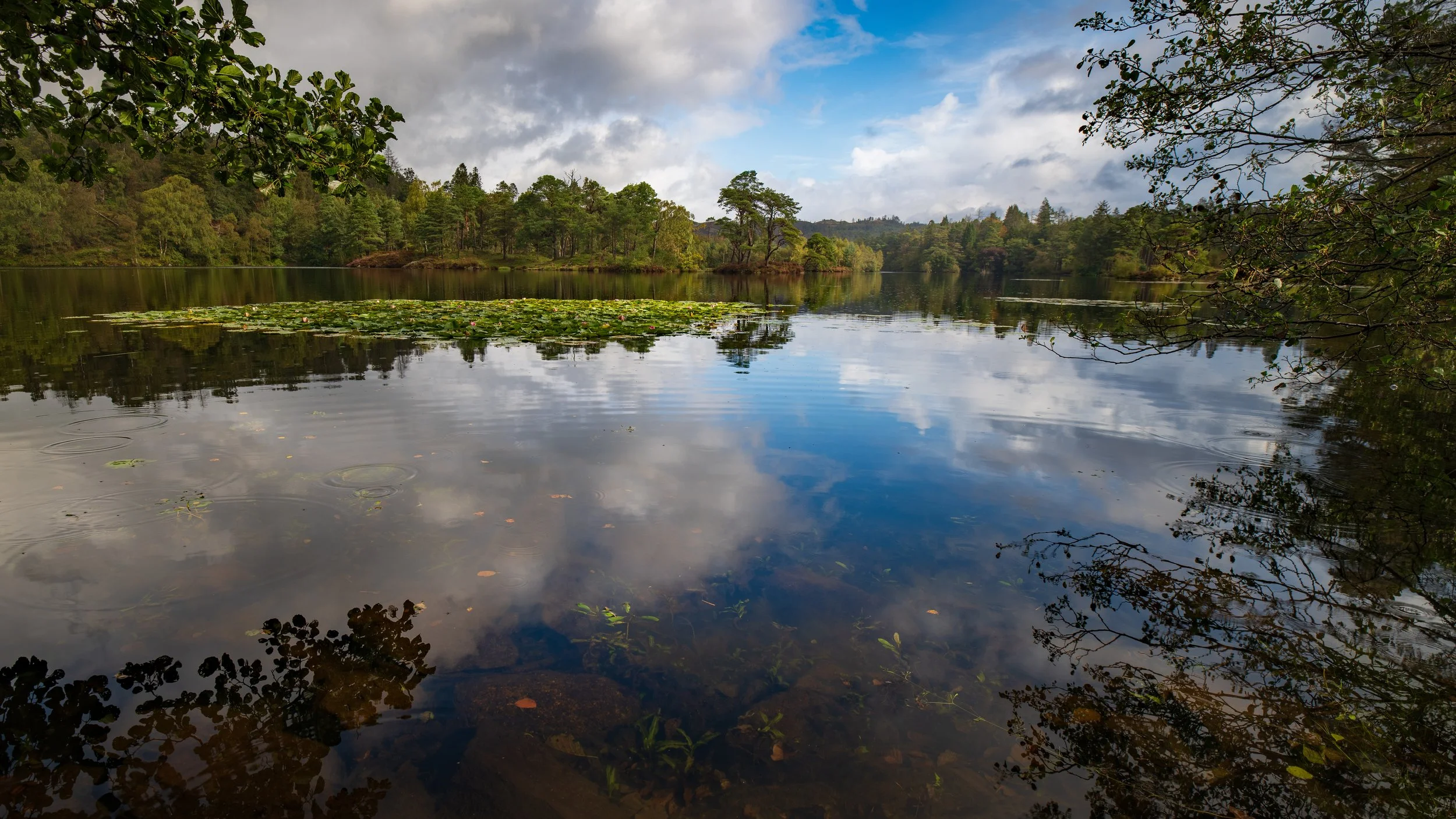A peaceful lake with a reflection of the cloudy sky, surrounded by green trees and lily pads on the surface.