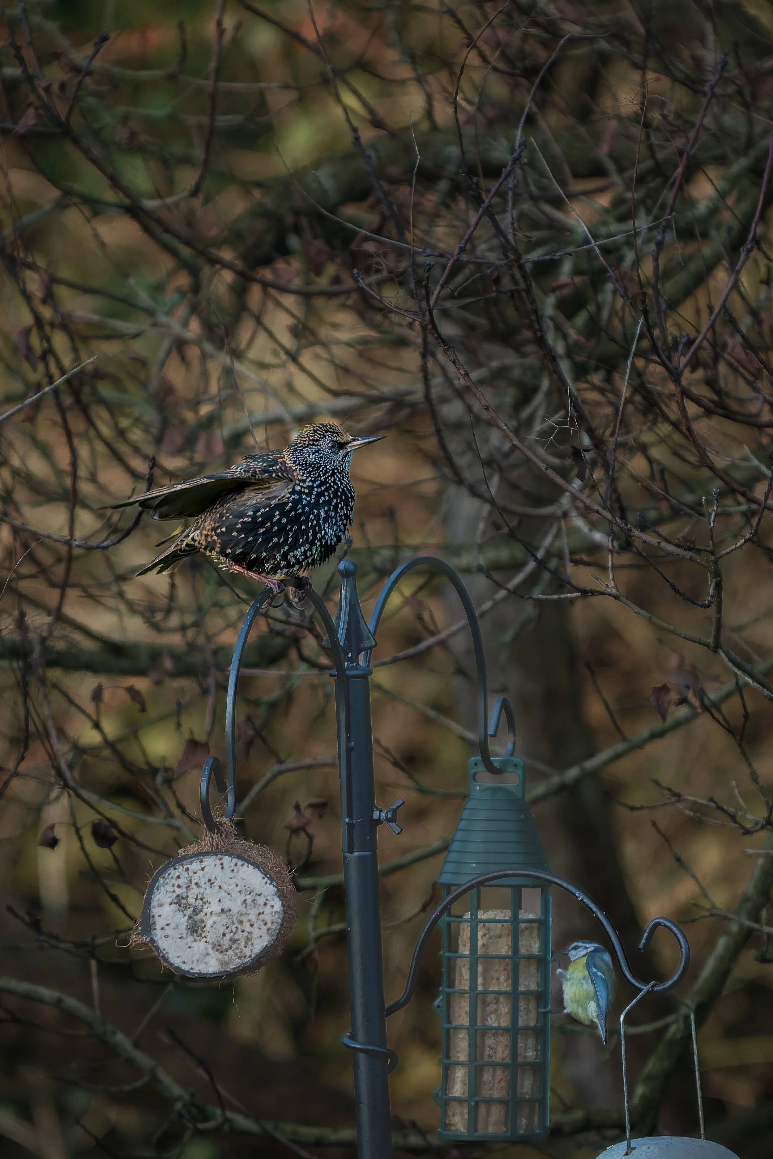 A starling perched on a bird feeder pole in a leafless tree, with a blue tit on a hanging feeder below.