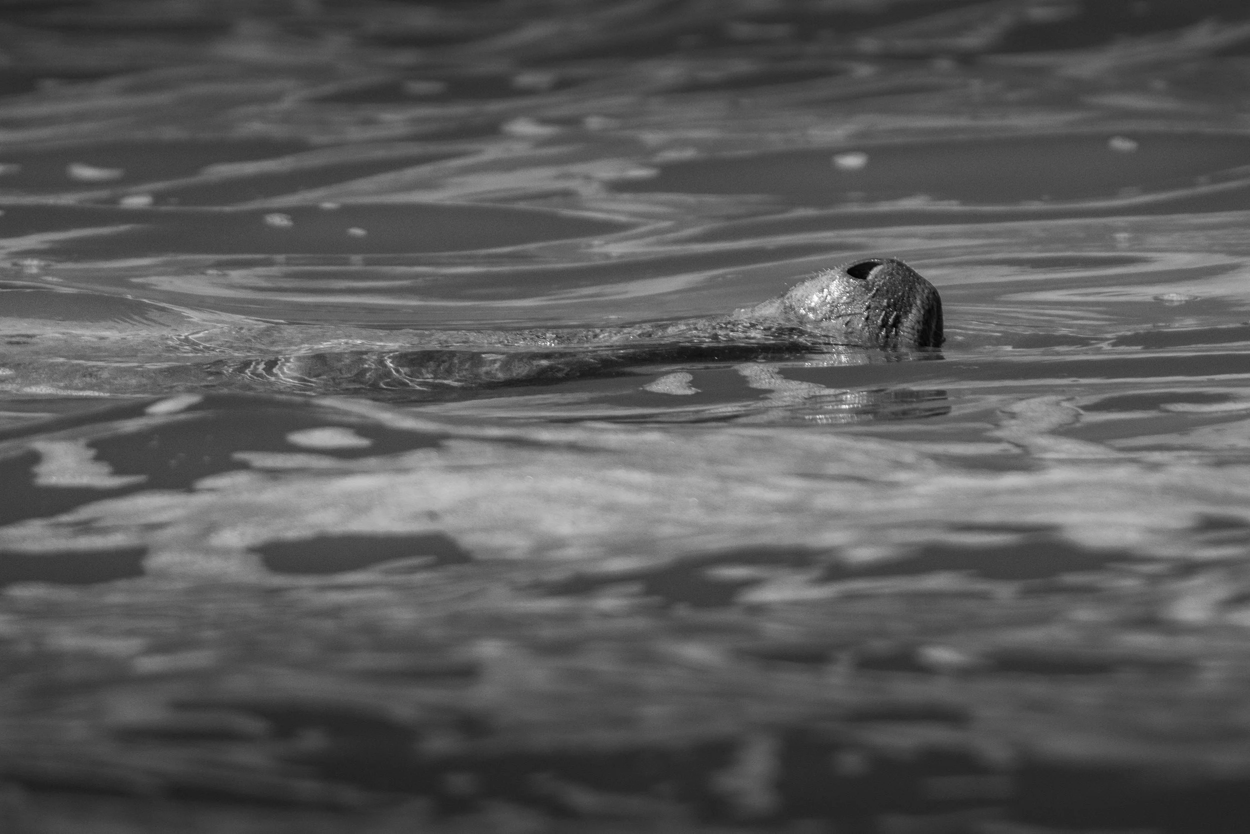 Antillean Manatee (Trichechus manatus manatus)