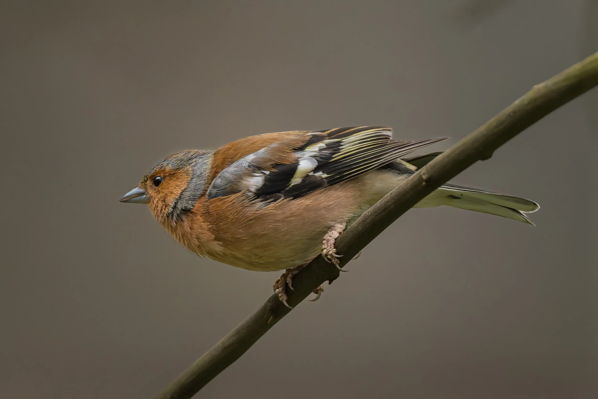 KLO_3998-DxO_DeepPRIME 3.jpg