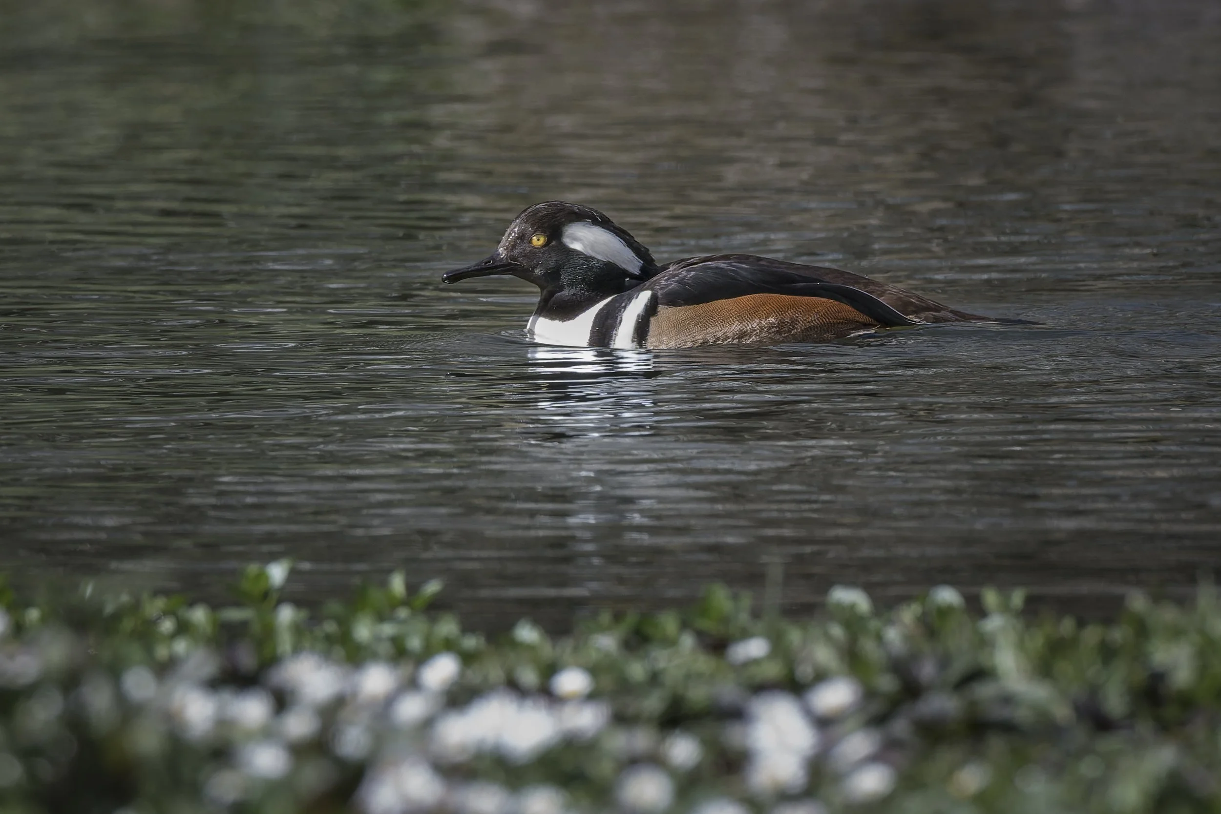 DSC_7840-DxO_DeepPRIME 3.jpg