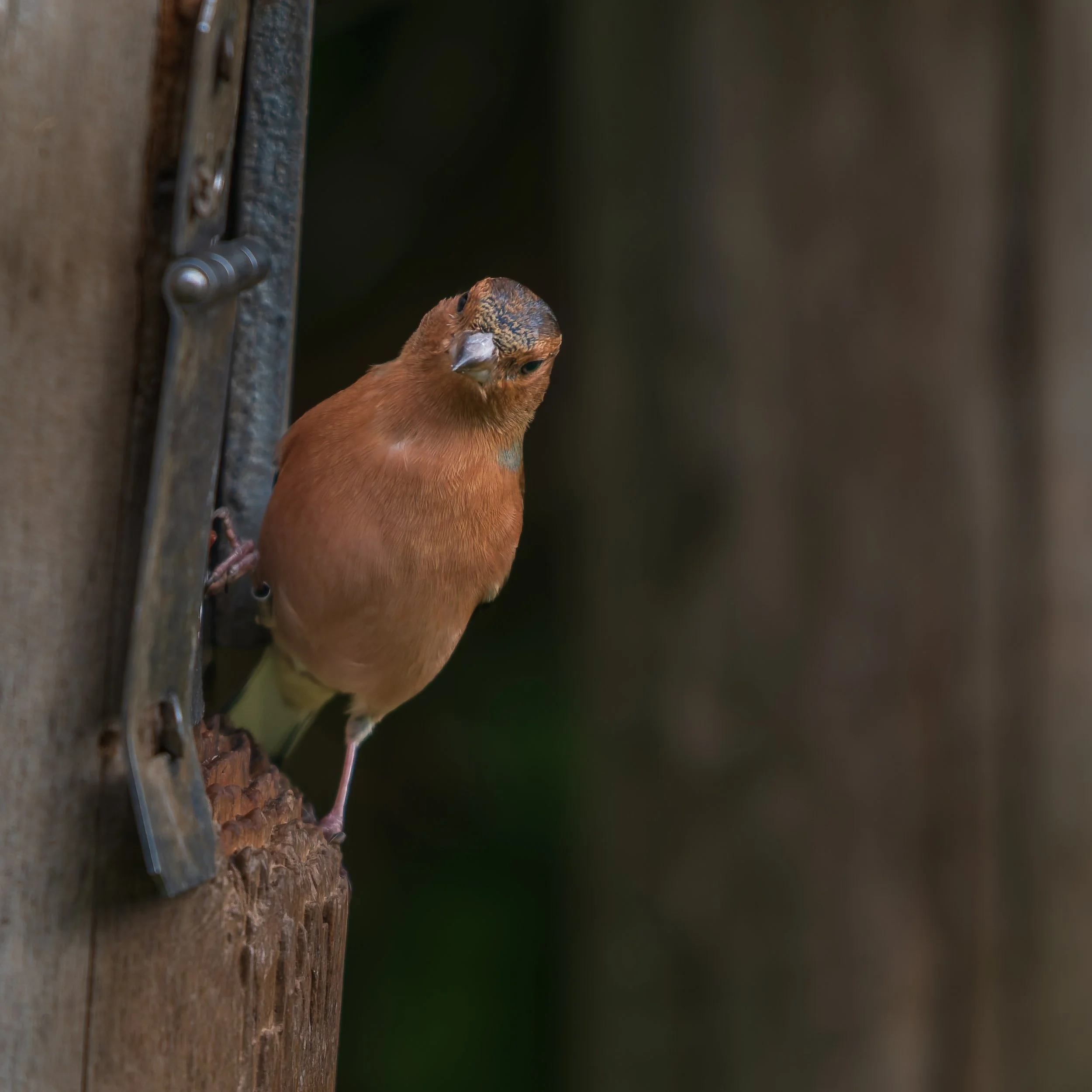 A small bird with brown and tan feathers perched on the edge of a wooden birdhouse, with a blurred natural background.