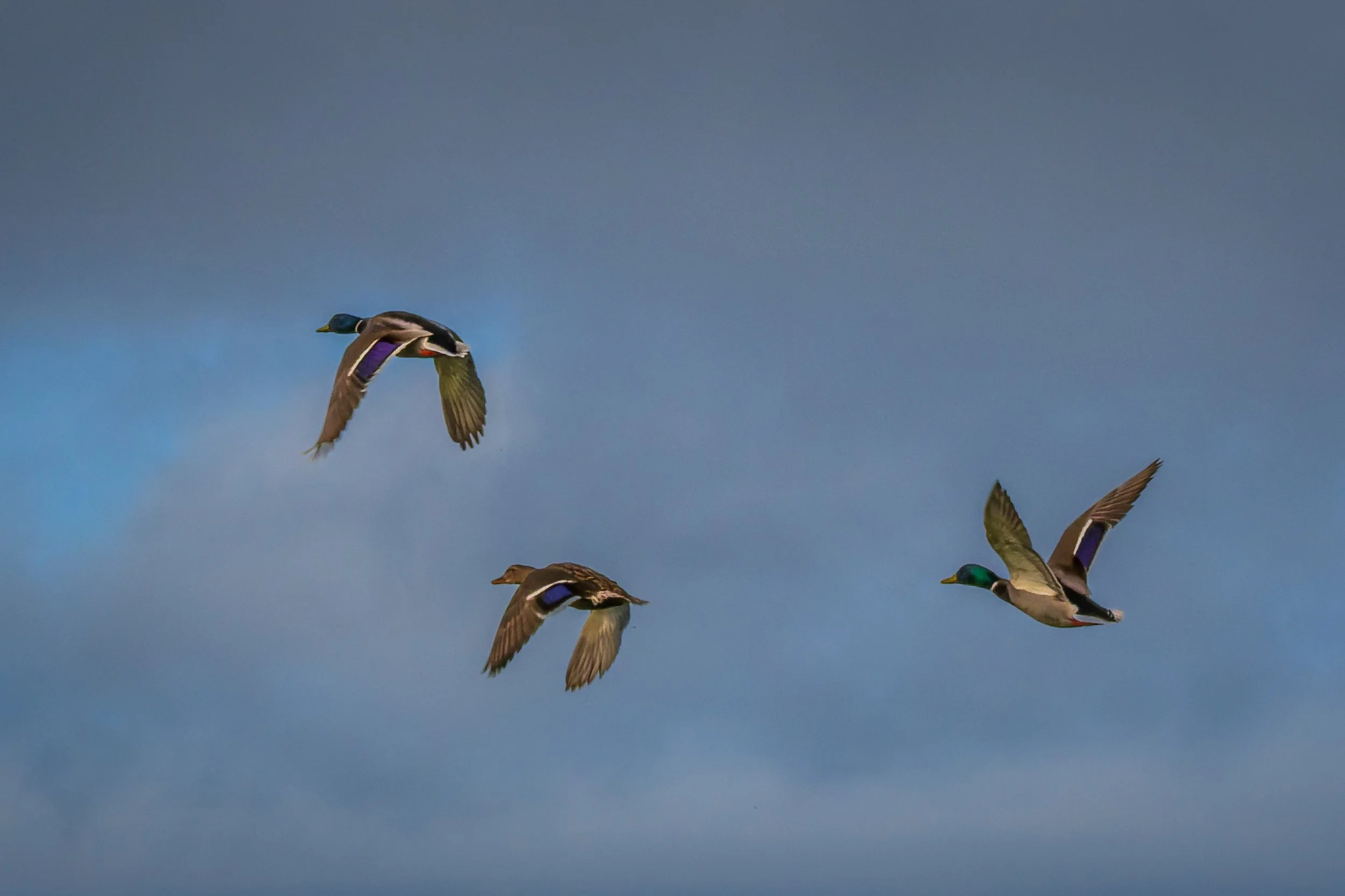 KLO_0225-DxO_DeepPRIME 3.jpg