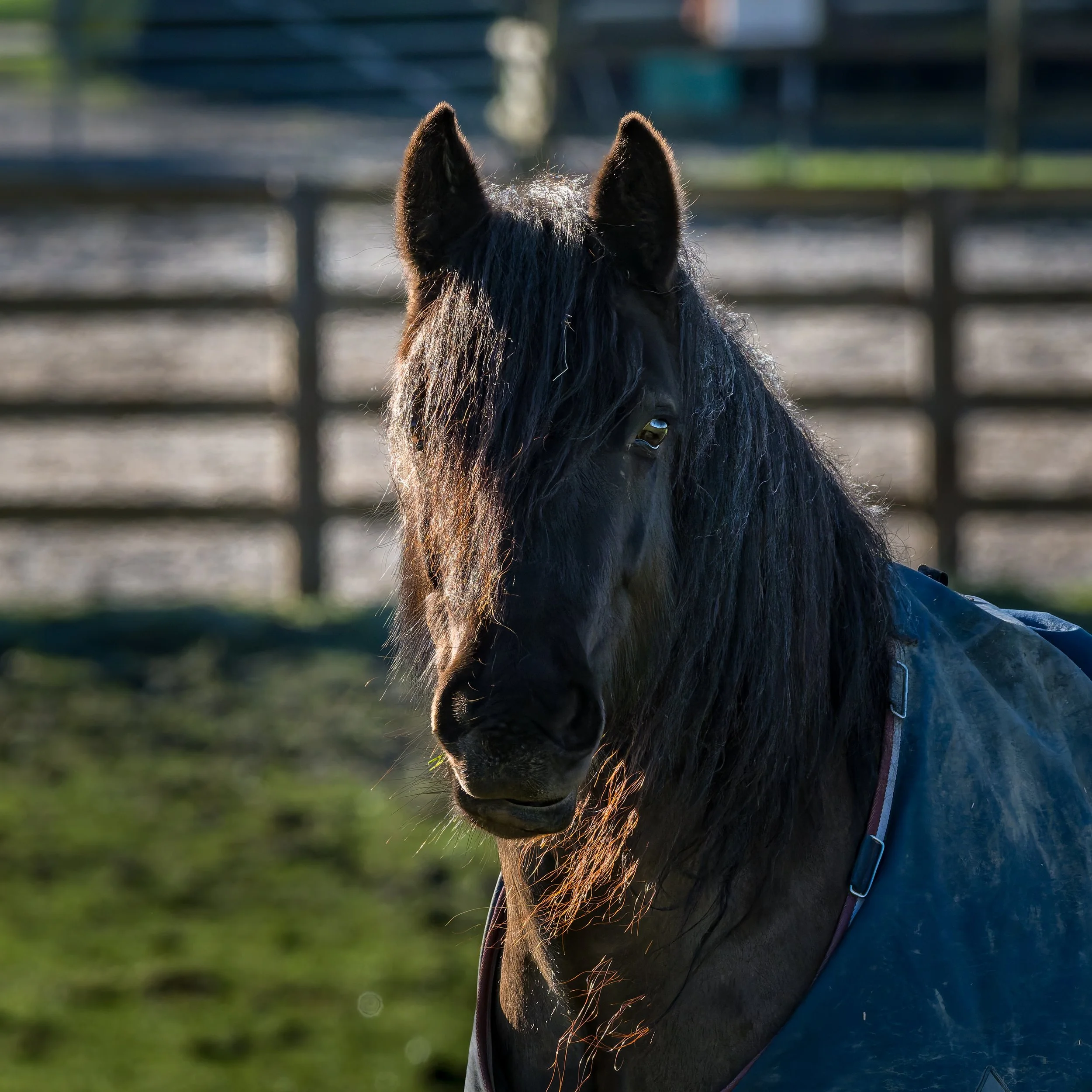 DSC_8213-DxO_DeepPRIME 3.jpg