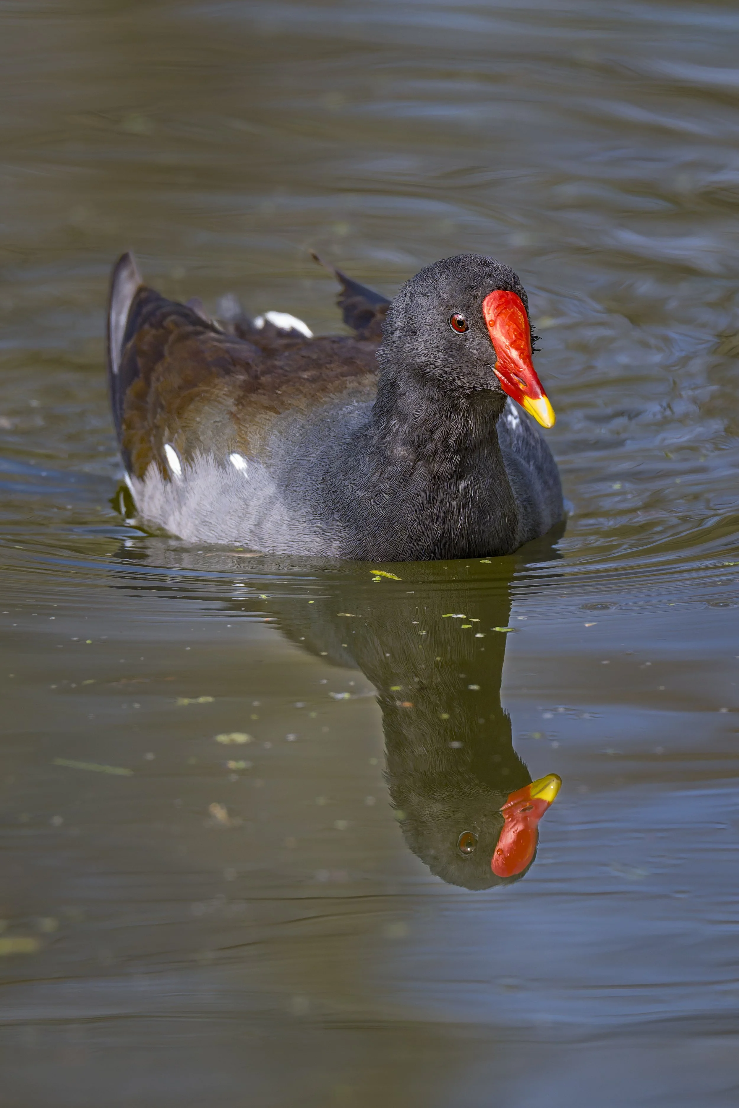 DSC_7756-DxO_DeepPRIME 3.jpg