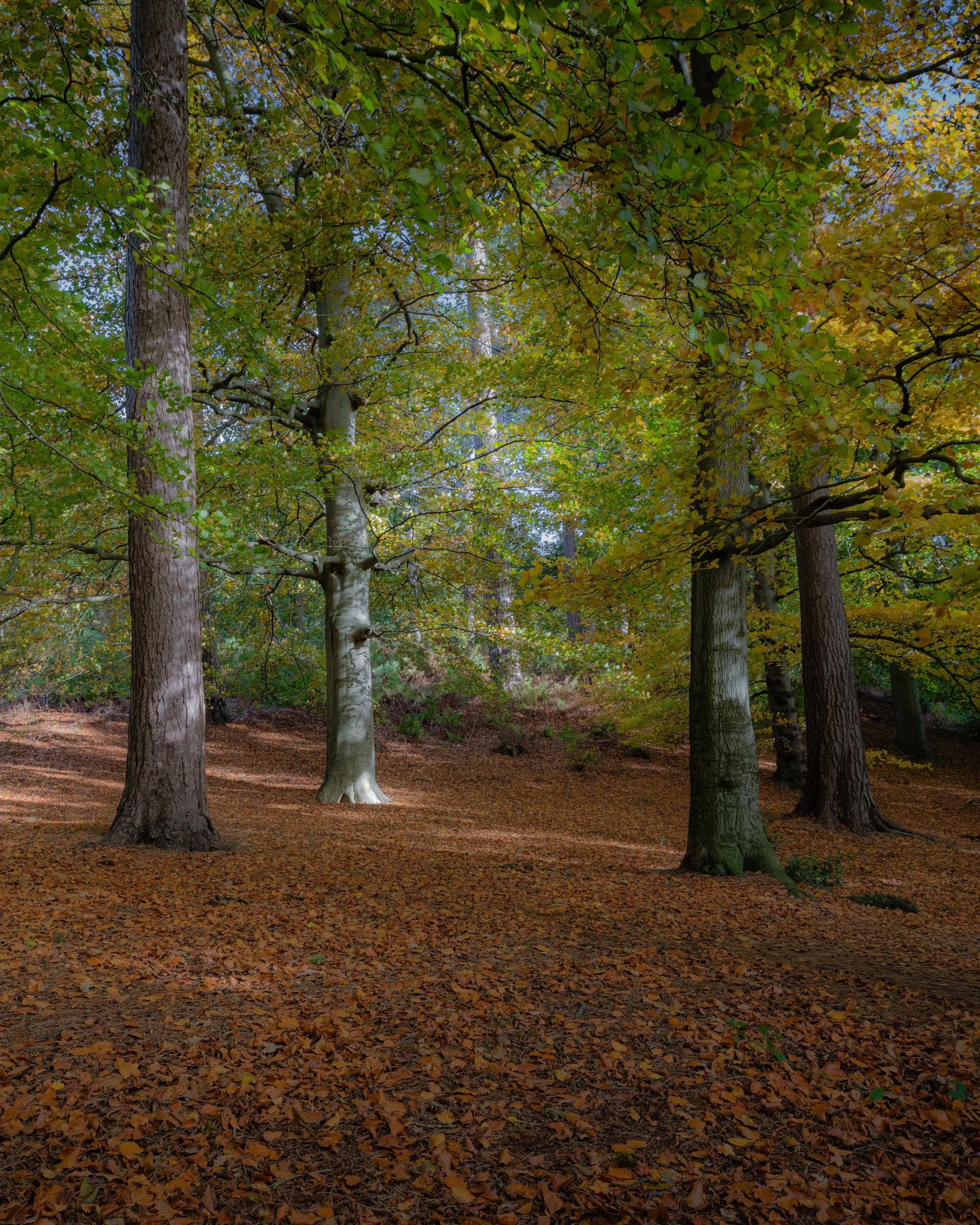 A forest scene with tall trees and fallen leaves on the ground, indicating an autumn setting.