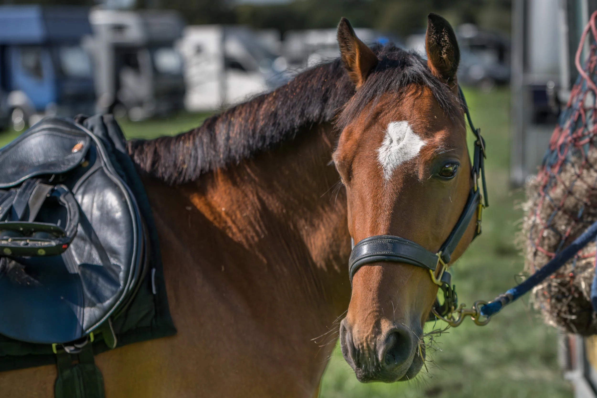 Close-up of a brown horse with a white heart-shaped mark on its forehead, wearing a black bridle and saddle, with a harness attached to a lead rope.
