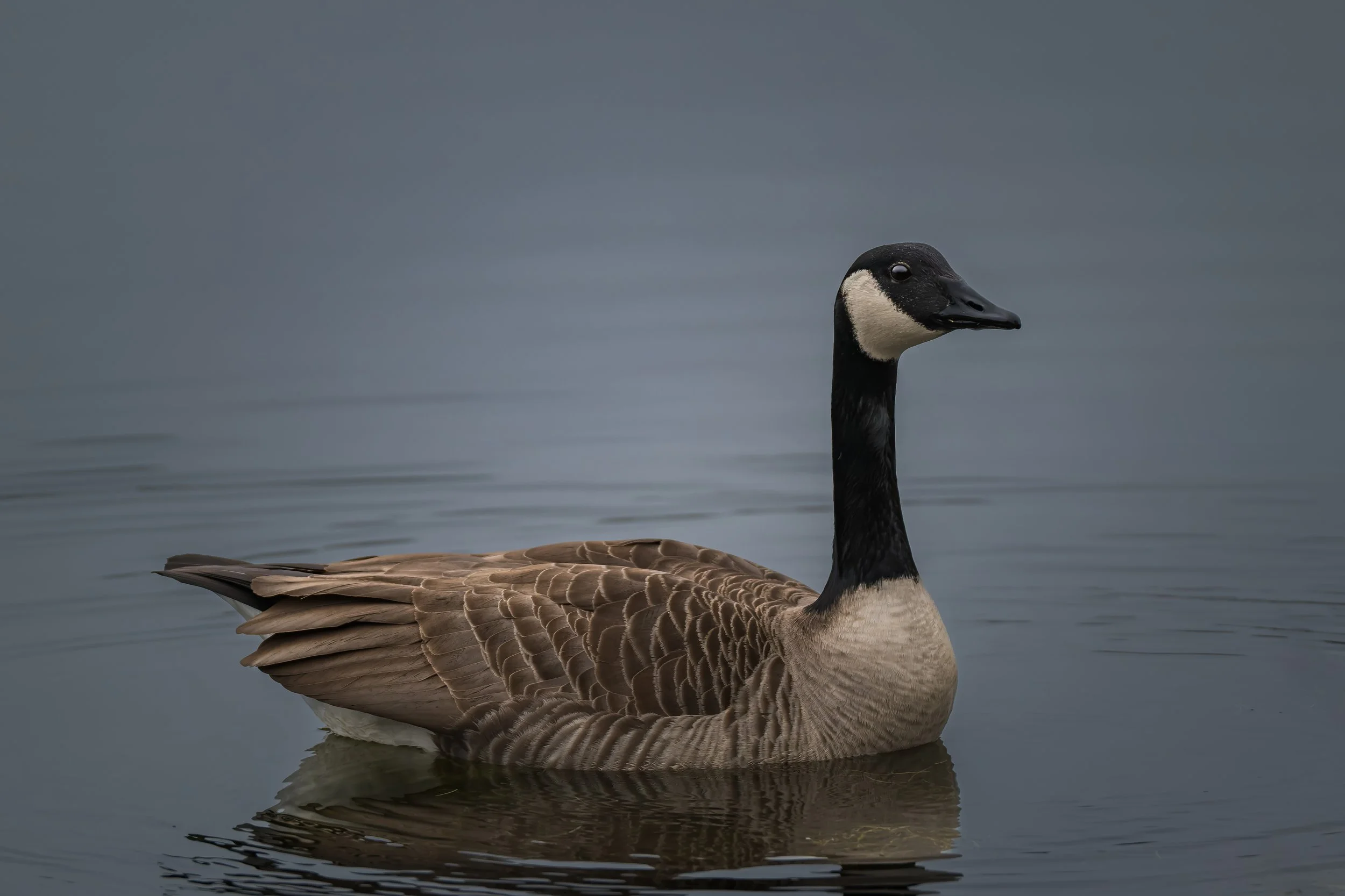 KLO_3642-DxO_DeepPRIME 3.jpg