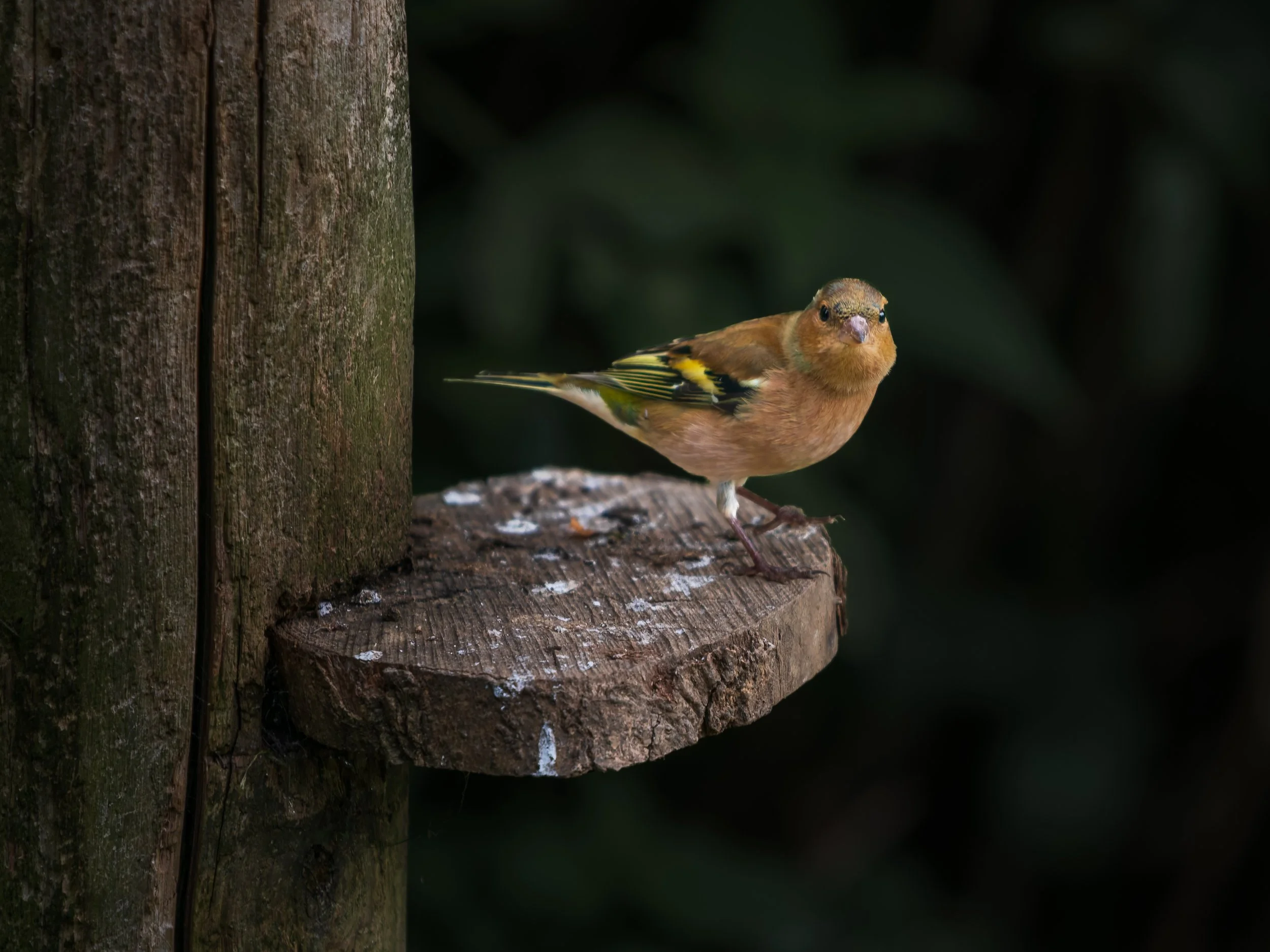 A small bird with brown and yellow feathers perched on a wooden platform in a dark, green forest background.