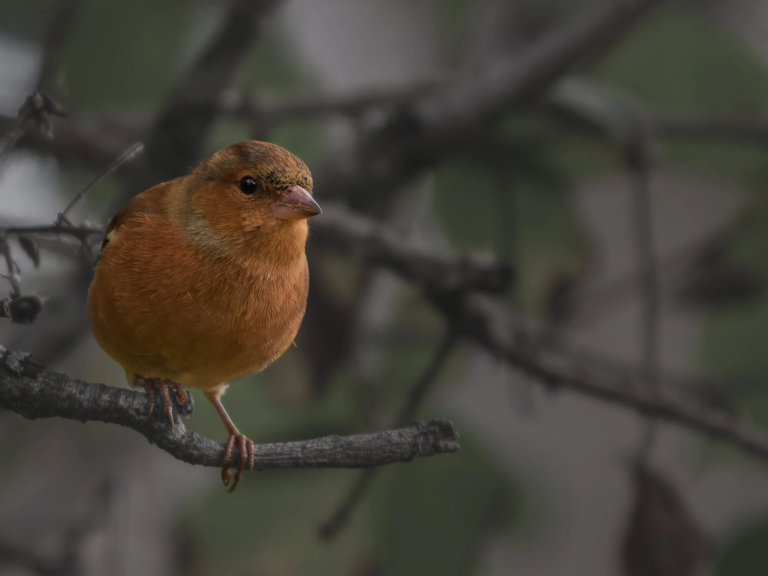 A small brown bird with a short beak perched on a grayish branch, with a blurred background of twigs and leaves.