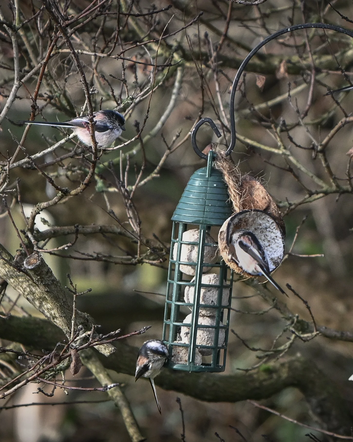 Three small birds on a tree near a bird feeder, with one bird on a branch, one at the feeder's side, and one on the seed holder at the bottom.