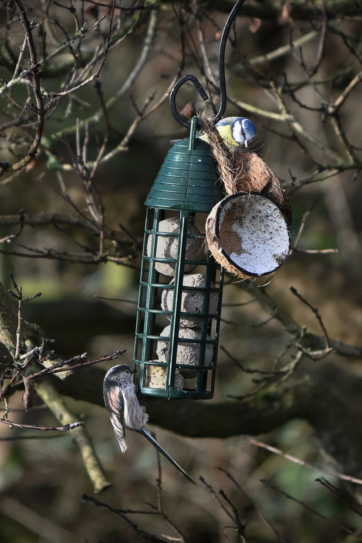 A bird feeder hanging from a tree with three small birds nearby. One bird is perched on the feeder, and two are below, one on a branch and another flying close by. The feeder is filled with suet balls and has a green wire cage.