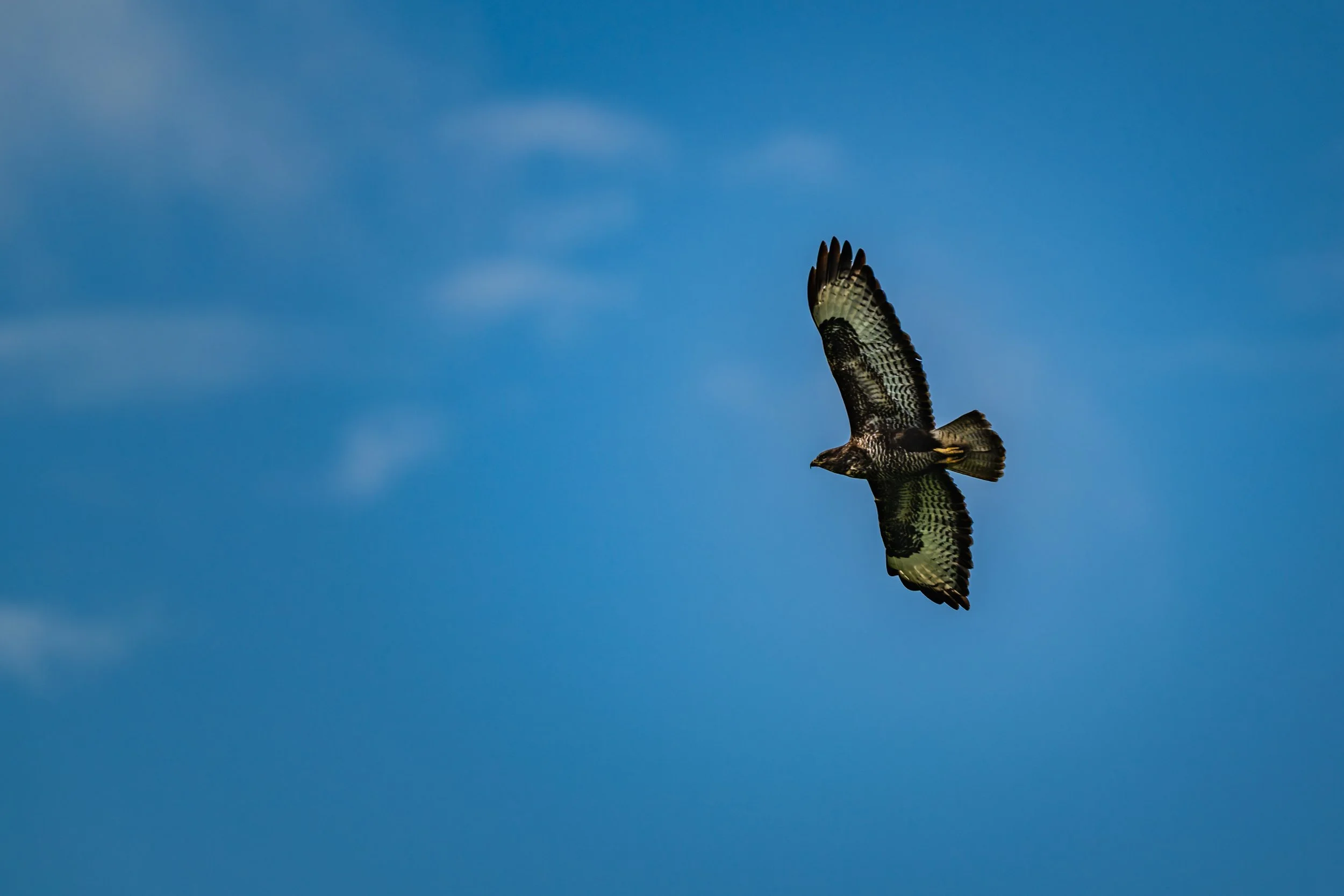 KLO_0172-DxO_DeepPRIME 3.jpg