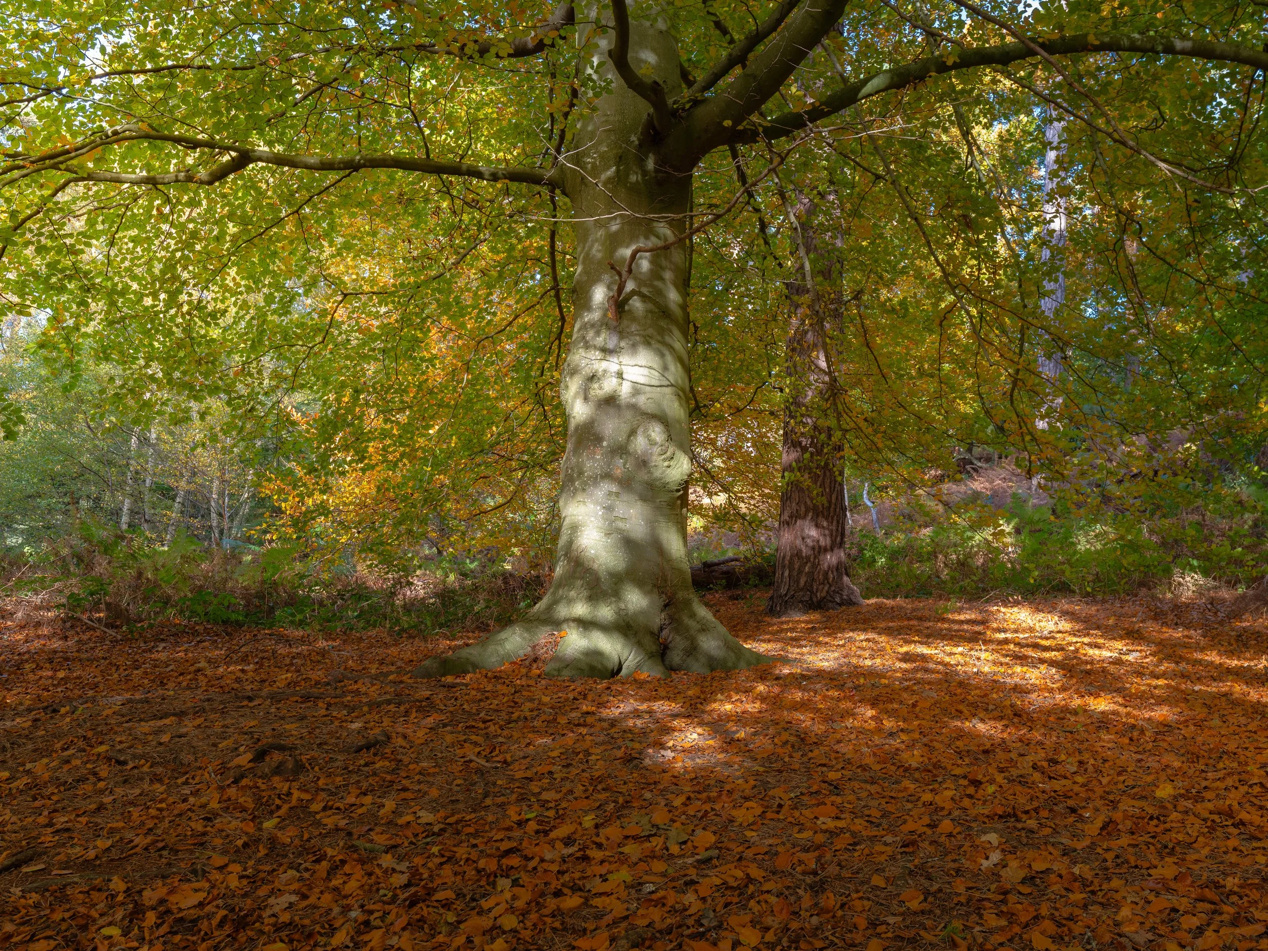 A forest scene with a large, ancient tree with a wide trunk and a smaller tree nearby. The ground is covered with fallen autumn leaves, and the trees' leaves are green with hints of orange and yellow. Sunlight filters through the foliage, casting sha
