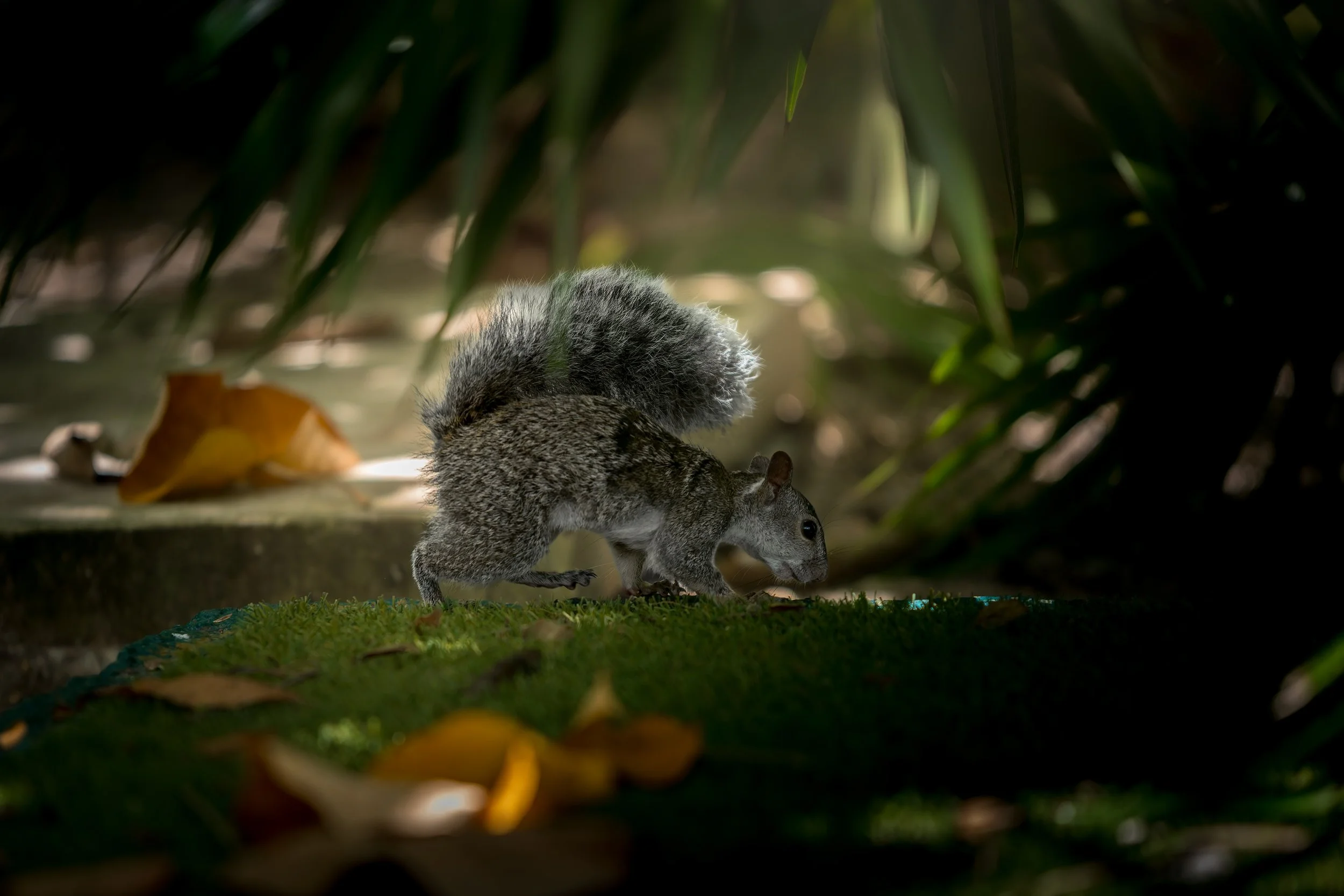 DSC_0582-DxO_DeepPRIME XD3.jpg