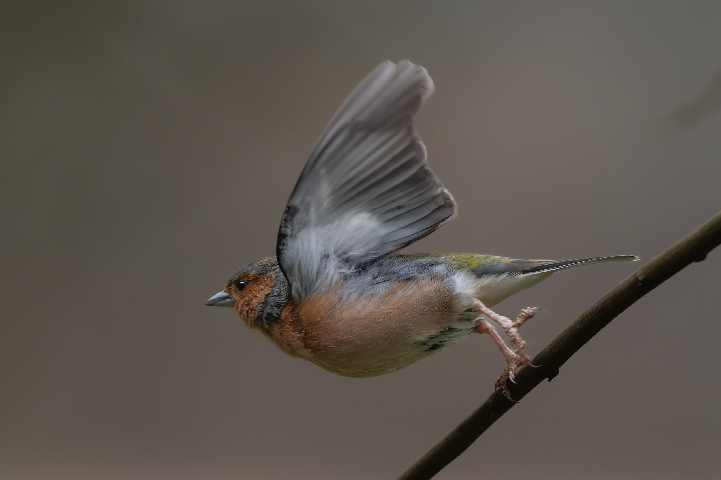 KLO_3999-DxO_DeepPRIME 3.jpg