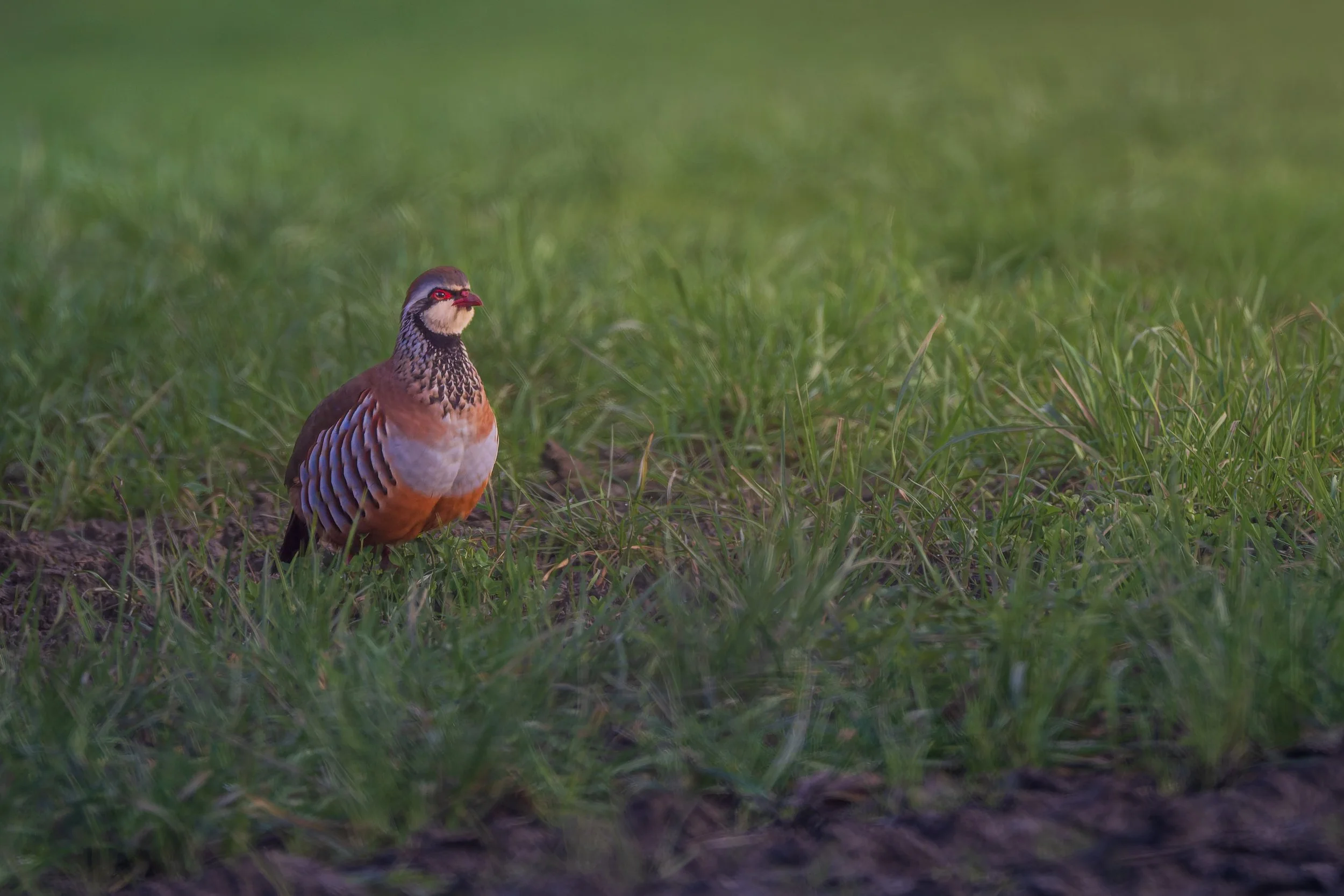 KLO_0010-DxO_DeepPRIME 3.jpg