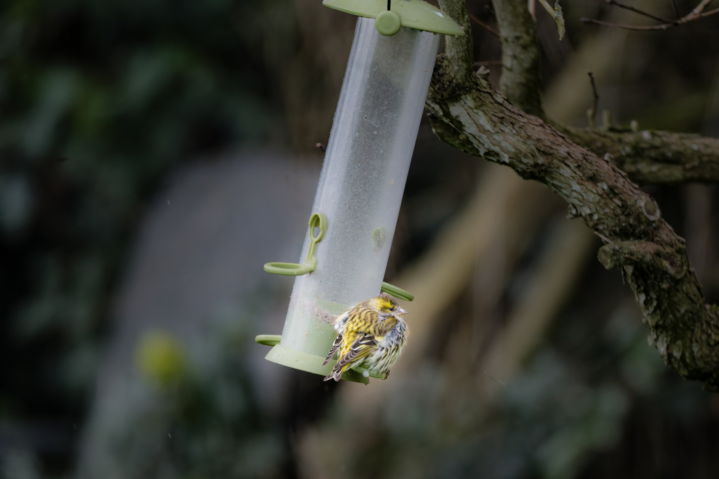 KLO_4712-DxO_DeepPRIME 3.jpg