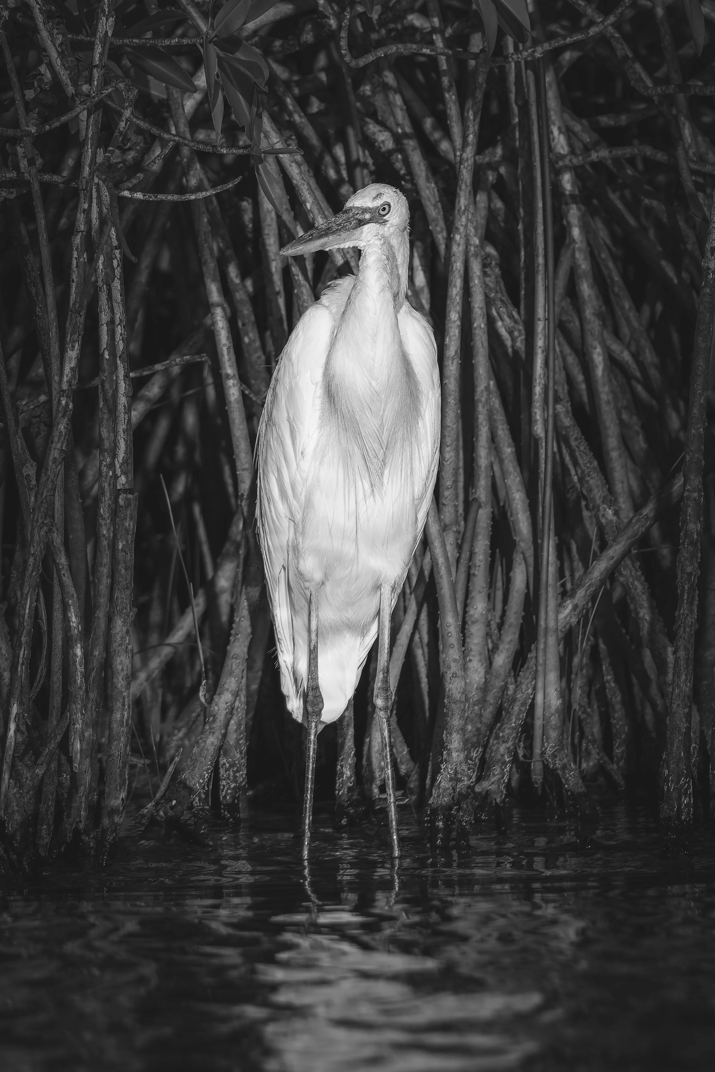 DSC_3197-DxO_DeepPRIME XD3-2.jpg