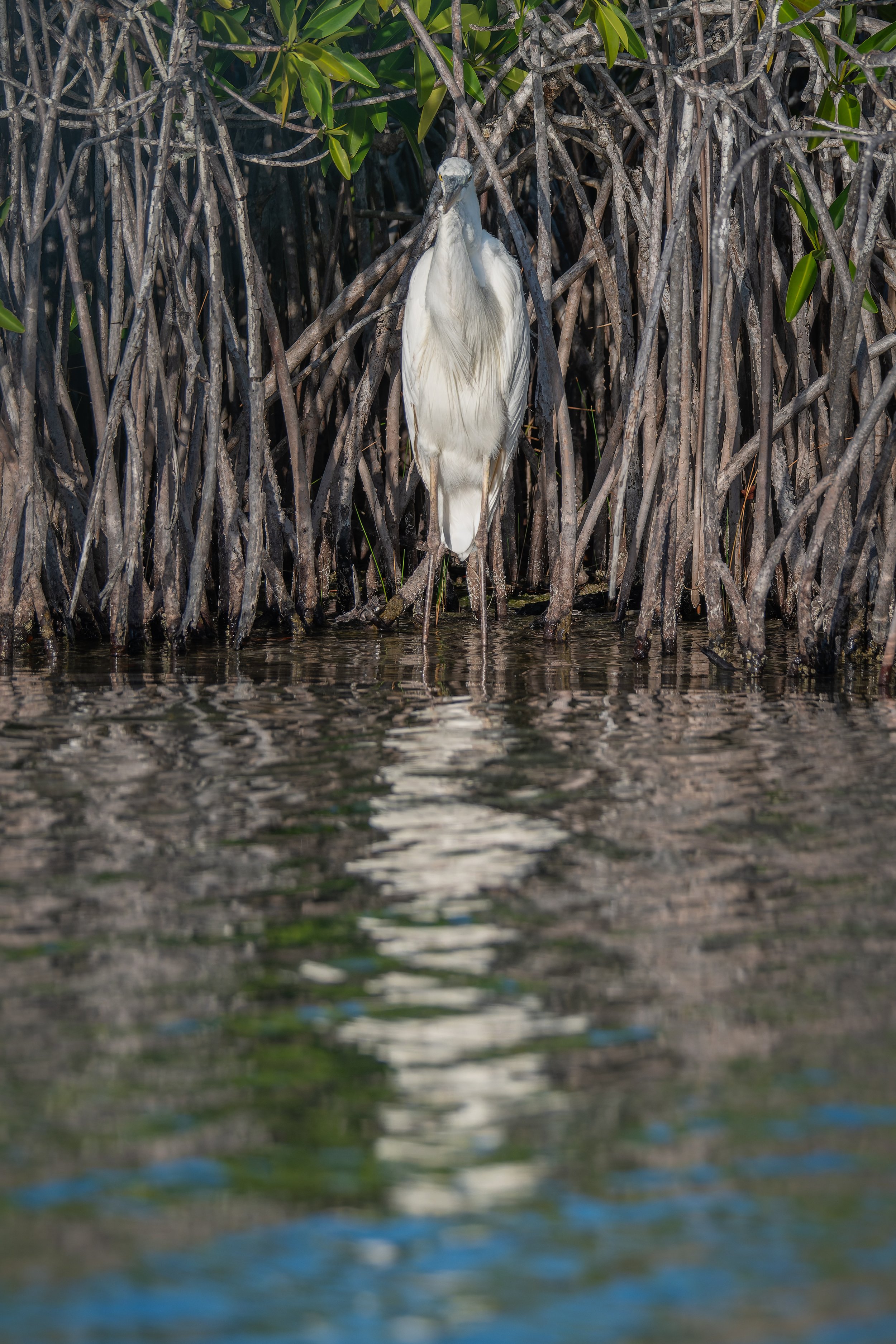 DSC_3212-DxO_DeepPRIME XD3.jpg