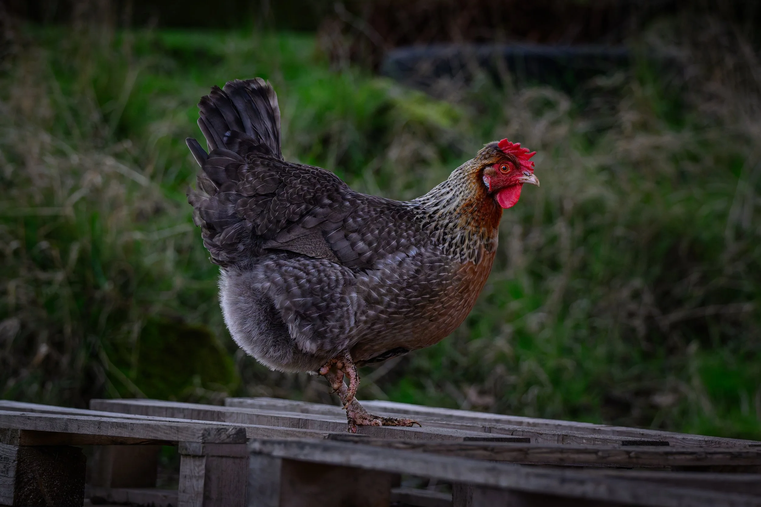 KLO_9581-DxO_DeepPRIME 3.jpg