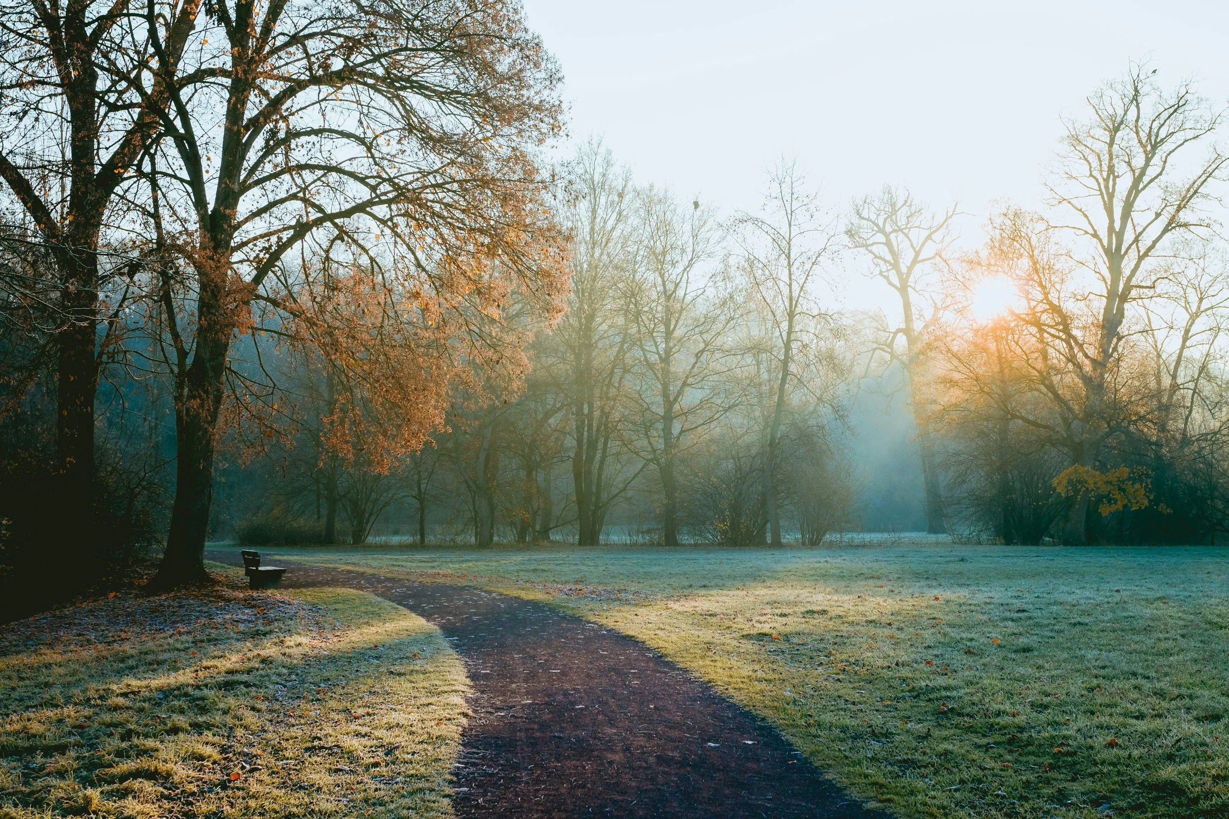 Winding park path at sunrise with fog, trees, and a bench, evoking calm and reflection.