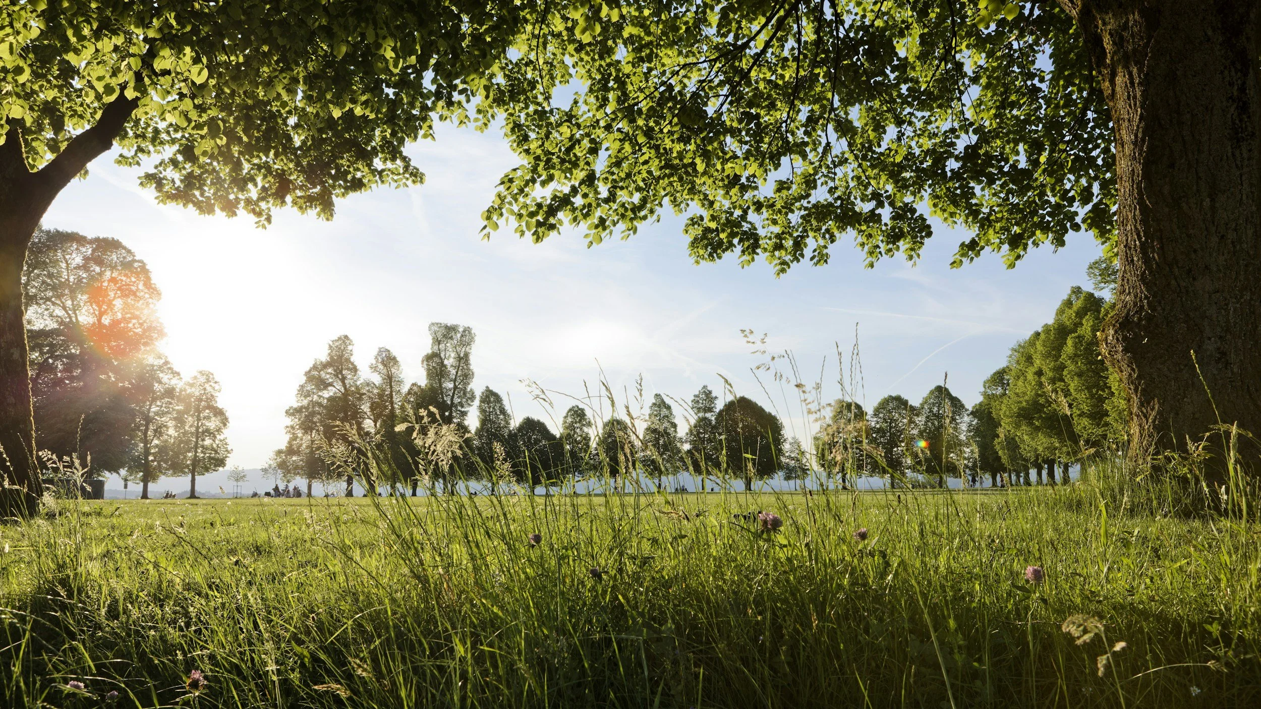 Sunlight filtering through trees in a grassy park with wildflowers.