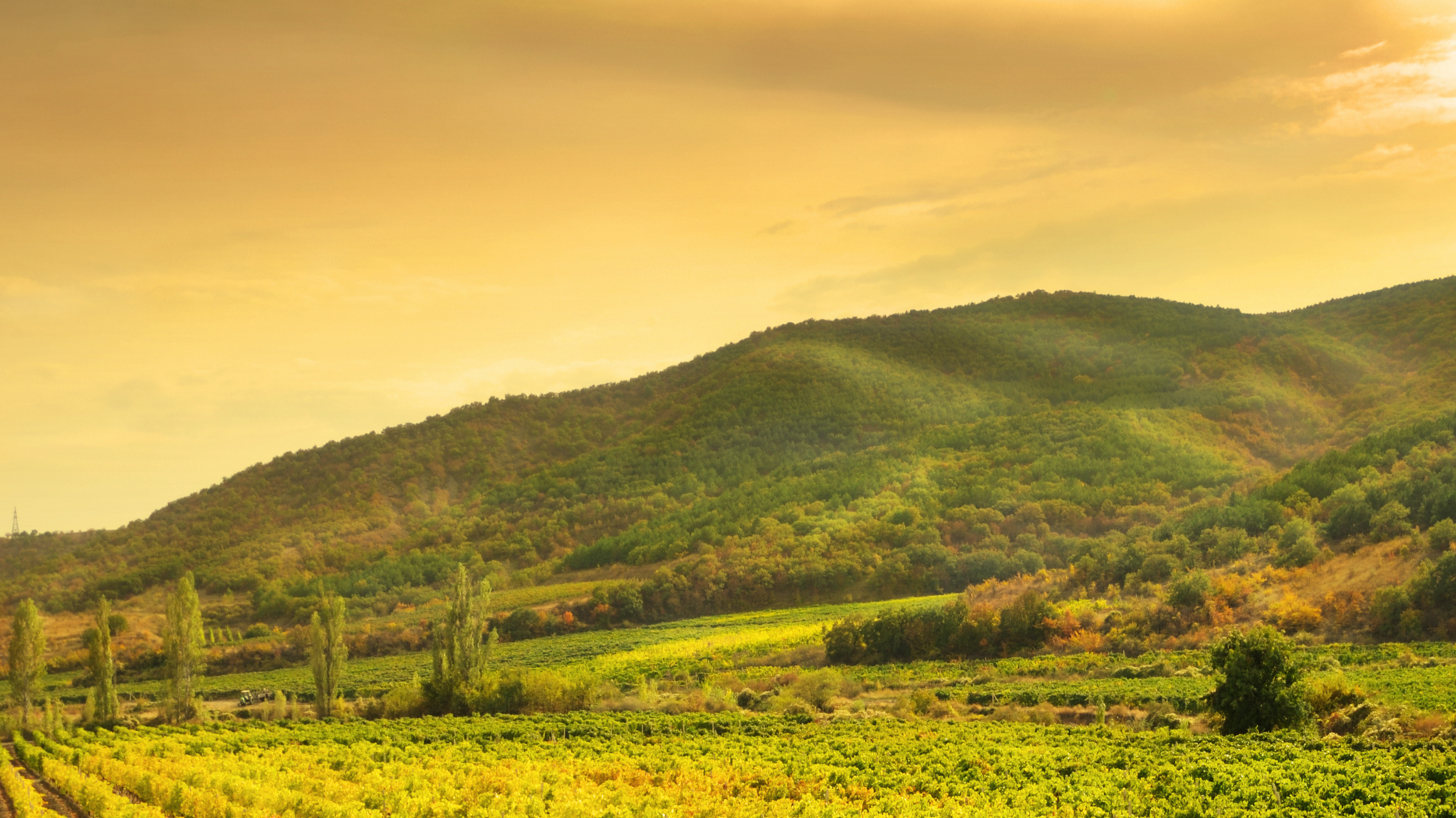 Educators’ Escape: Recharge in the Vines.