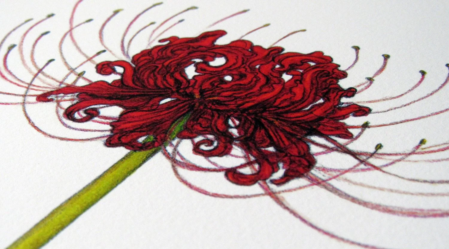 Spider Lily (detail)