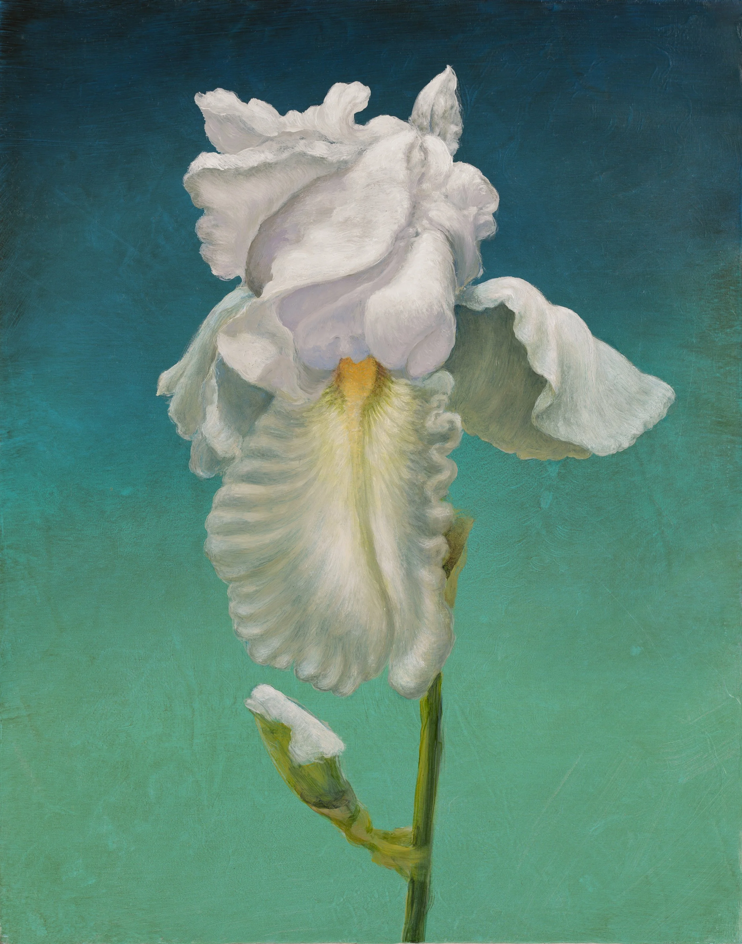 White Iris / oil on canvas / 11"x14" - SOLD