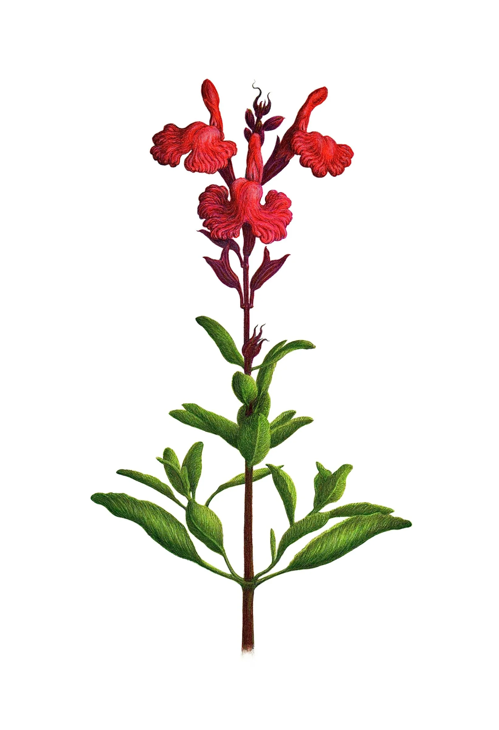 Salvia / pencil & watercolor on paper / 8"x10" - SOLD