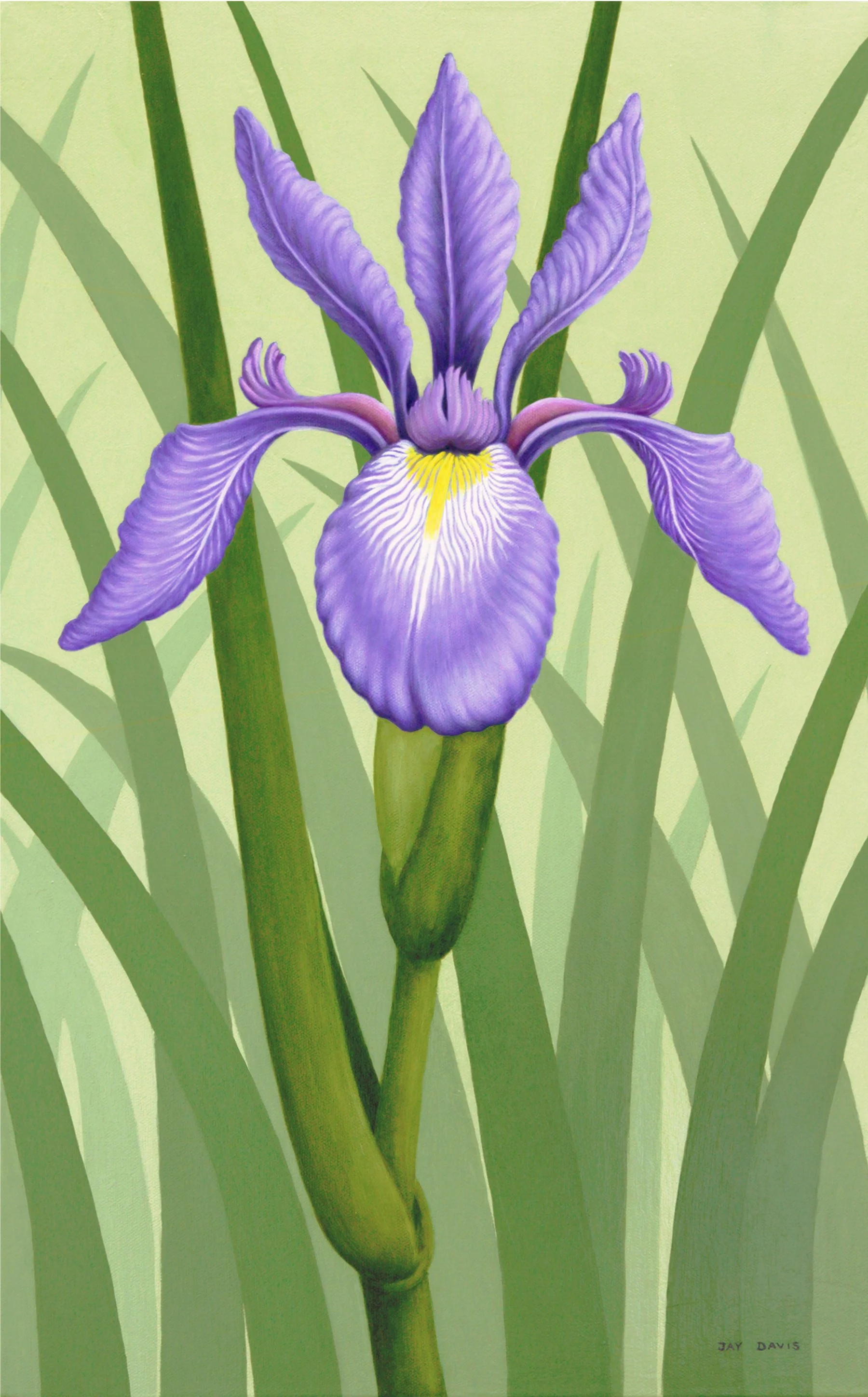 Louisiana Iris / oil on canvas / 15"x23" - SOLD