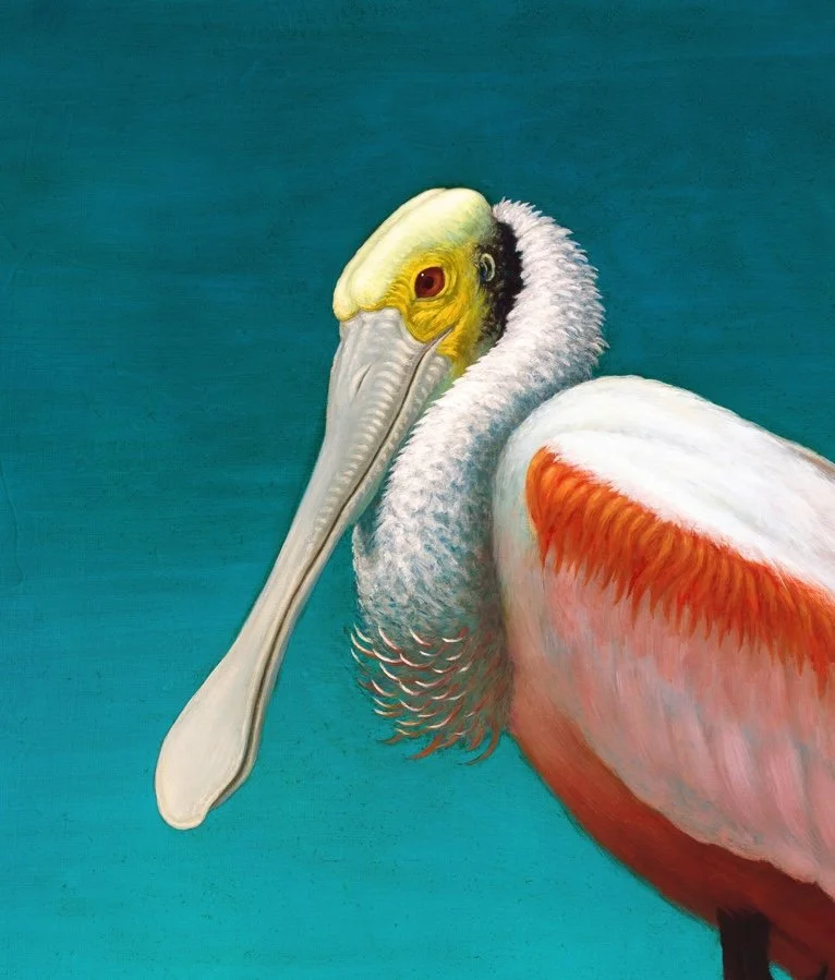 Spoonbill copy.jpg
