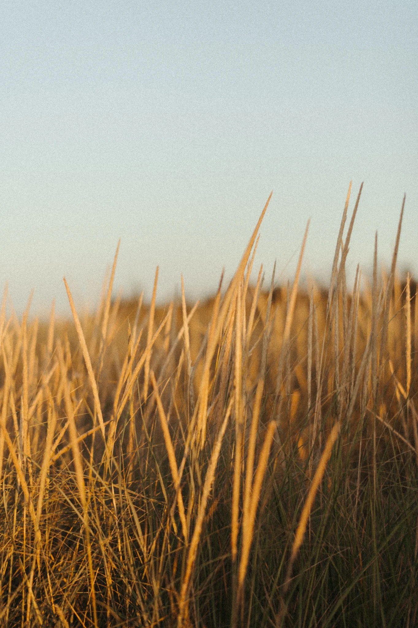 Tall, dry grasses in a field during golden hour with a clear sky in the background.