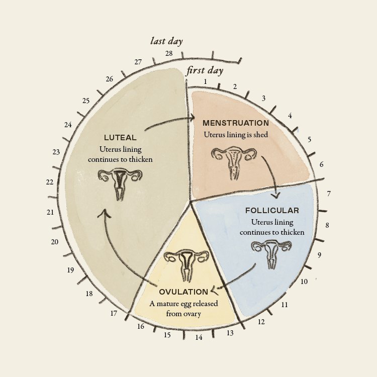 You'll learn how to:  |  Track your cycle like a pro so you actually know what’s normal vs not