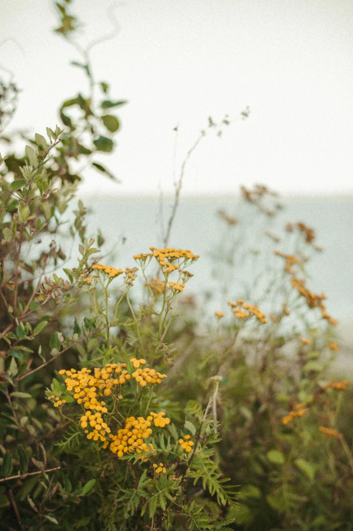 Close-up of yellow flowers and green foliage near a body of water in the background.