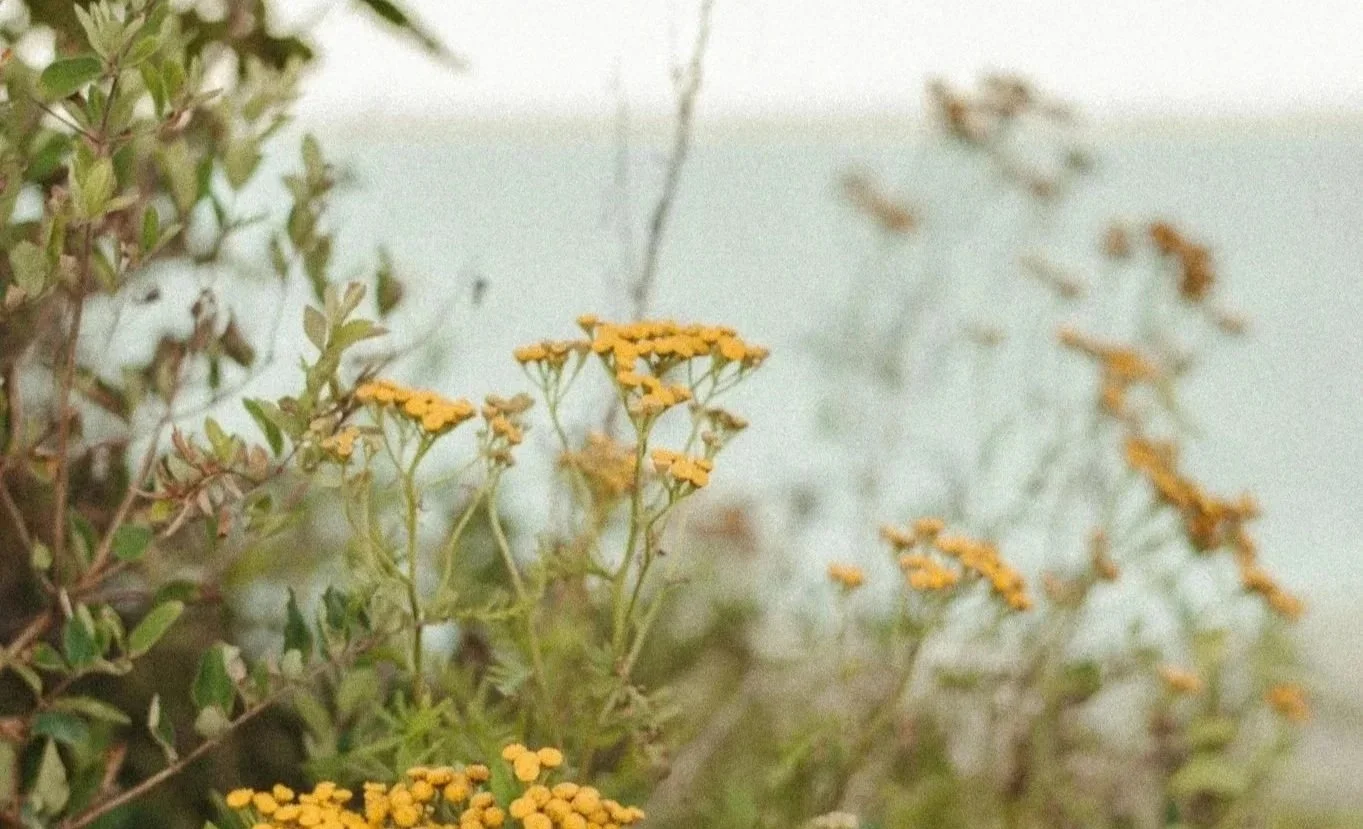 Yellow flowers and green foliage near a light blue body of water, possibly a lake or river.
